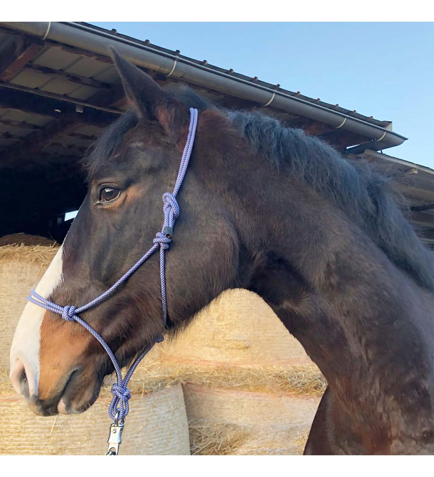 Buy Knothalter for Floor Work Horse - Optimal Knot-Halter COB for Warmblood Training - Royal Blue-White - Buy Online on GoSupps.com