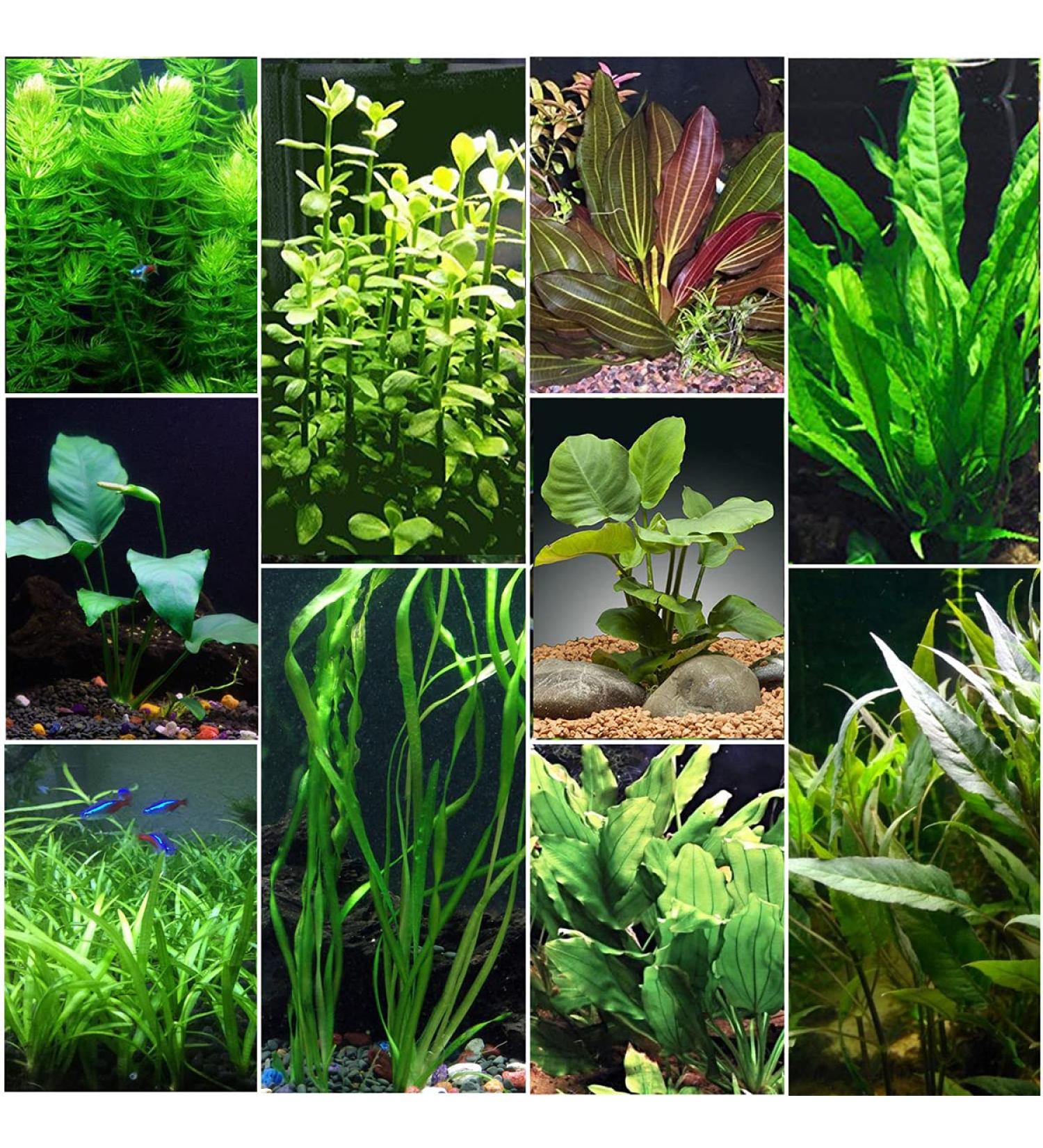 Florida 10 Species Live Aquarium Plants Bundle - Vibrant and Diverse Aquatic Flora Collection - Buy Online on GoSupps.com