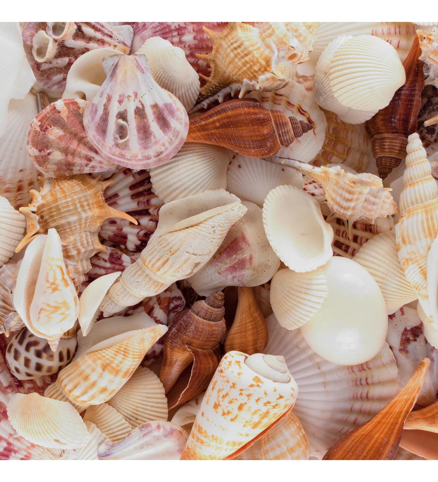 Beach Seashells Mix - Bag of Approx. 50 Seashells, Various Sizes up to 2 - Seashells1 - Buy Online on GoSupps.com