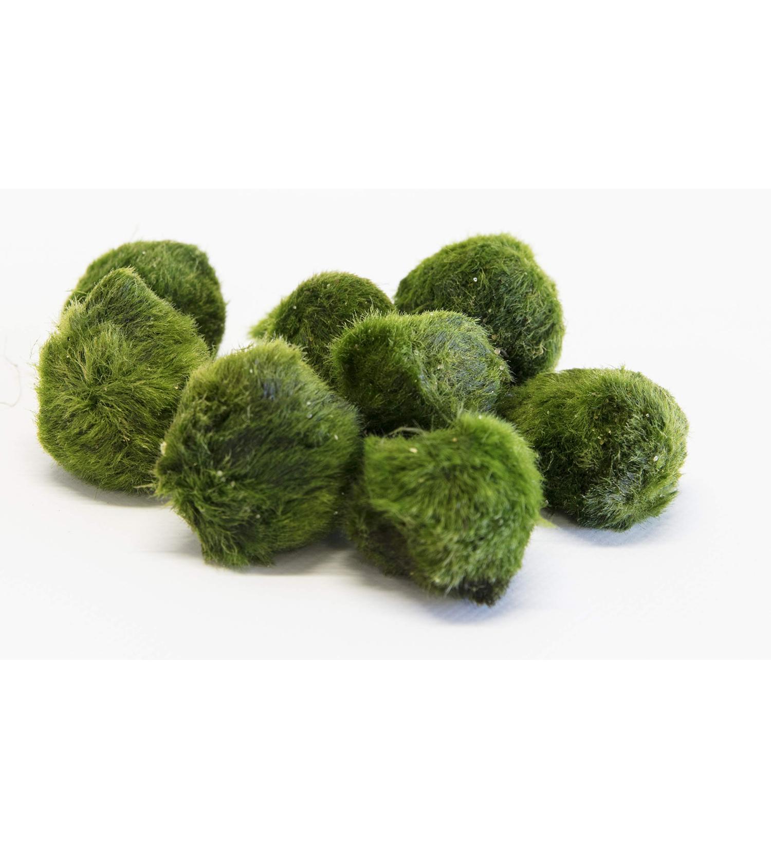 PondPlantsUK Lincspplant Mixed Tropical Live Aquarium Plants (5 Moss Balls) - Buy Online on GoSupps.com