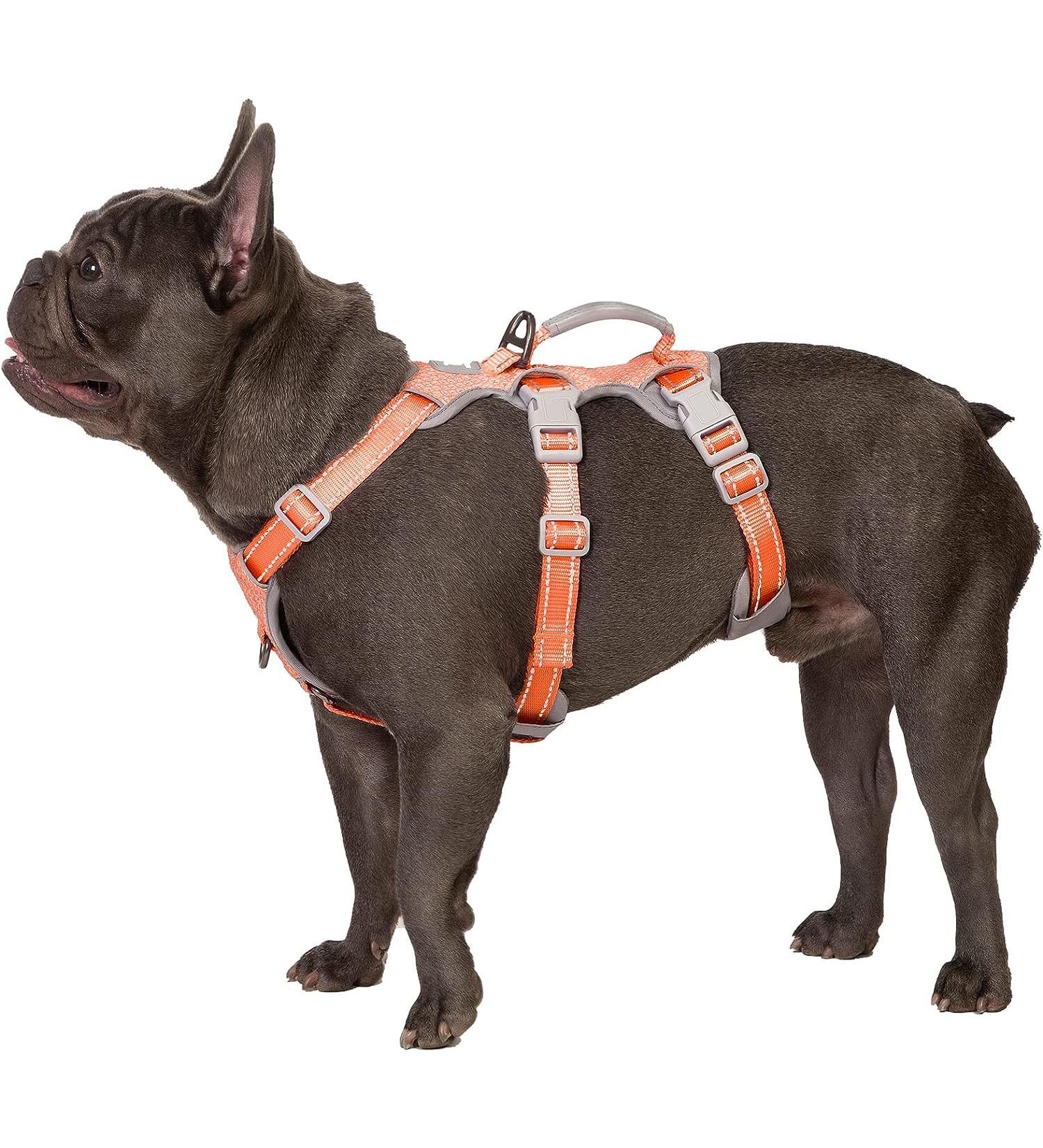 Huntboo Safety Harness for Small Dogs - Reflective & Adjustable Vest with Padded Handle - Break-Out & Panic Control - Orange (Pack of 1) - Buy Online on GoSupps.com