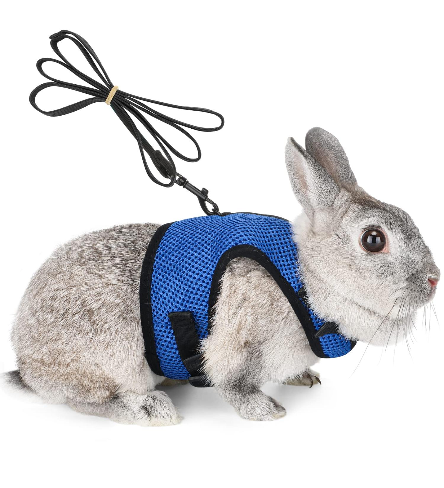 Adjustable Soft Rabbit Dishes & Elastic Leash for Small Pets - Kitty & Bunny Walking Set (Blue XS - 20-27.5cm) - Buy Online on GoSupps.com