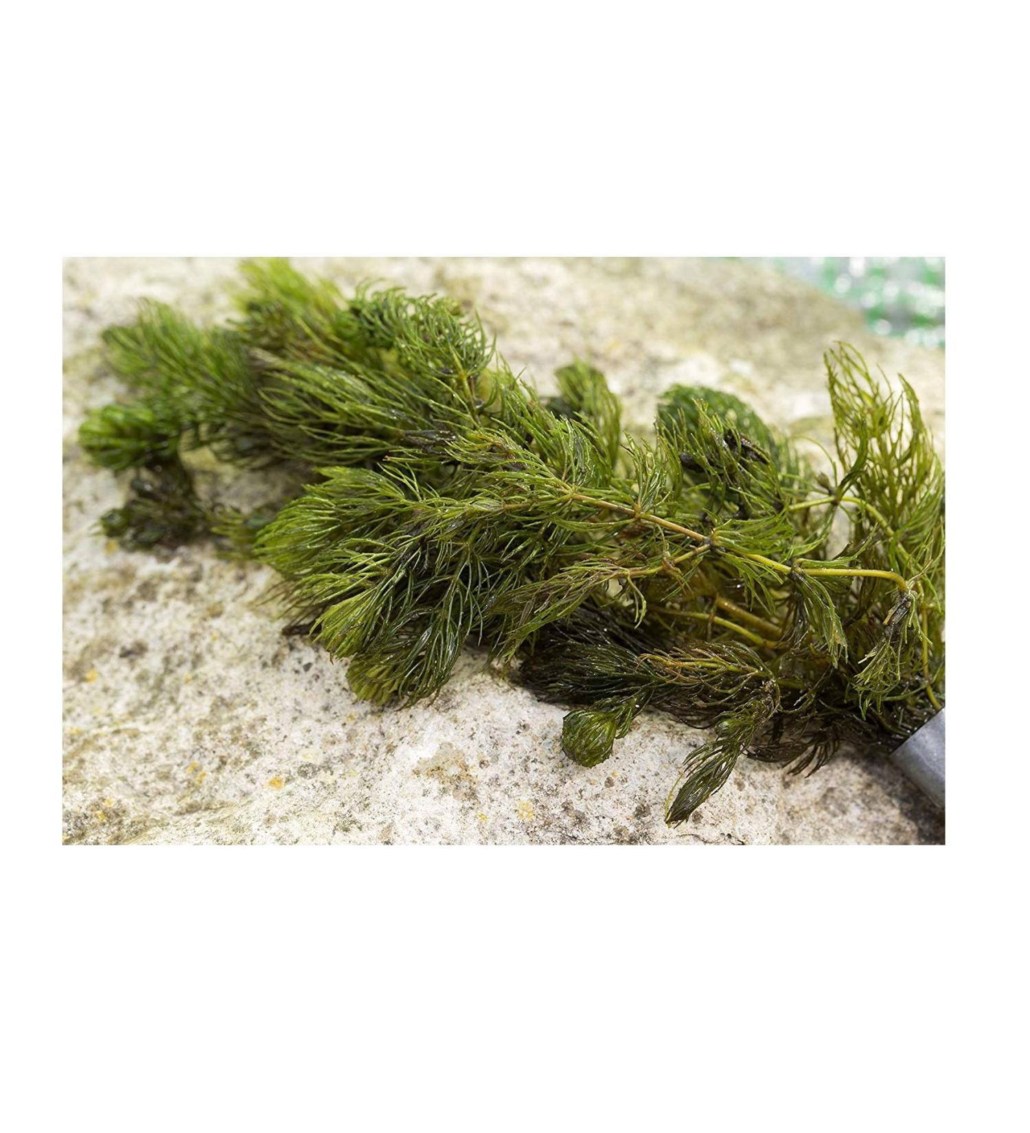 Mixed Native Oxygenating Weed with Weights for 5 Meter Squared of Cover. - Buy Online on GoSupps.com