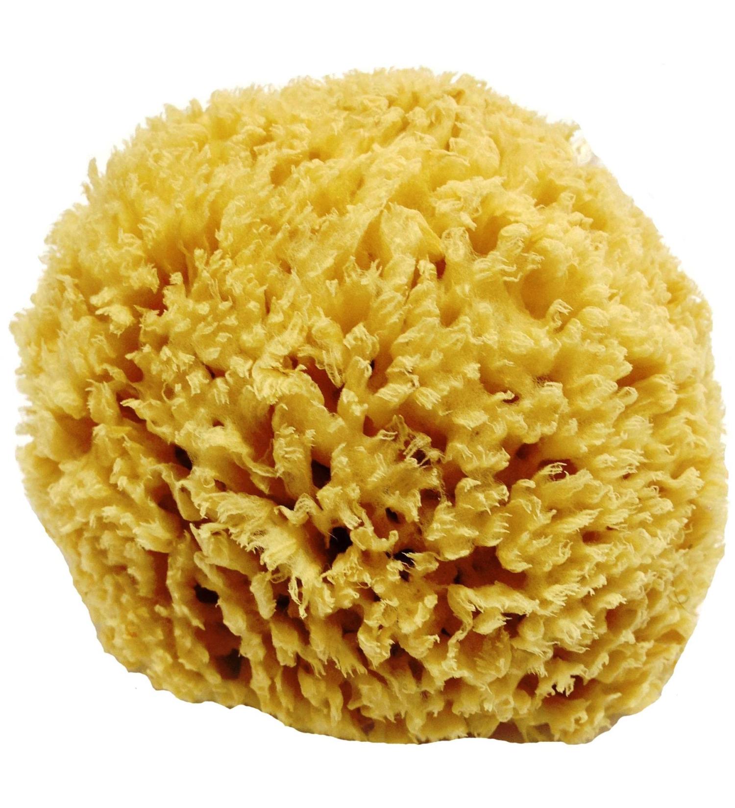 Unbleached Honeycomb Natural Sea Sponge - 100% Natural, Strong, Durable, Hypoallergenic - Bath, Shower, Cleansing, Exfoliating - for Children and Adults - Art, Pets, Gift - 5 to 6 - Buy Online on GoSupps.com