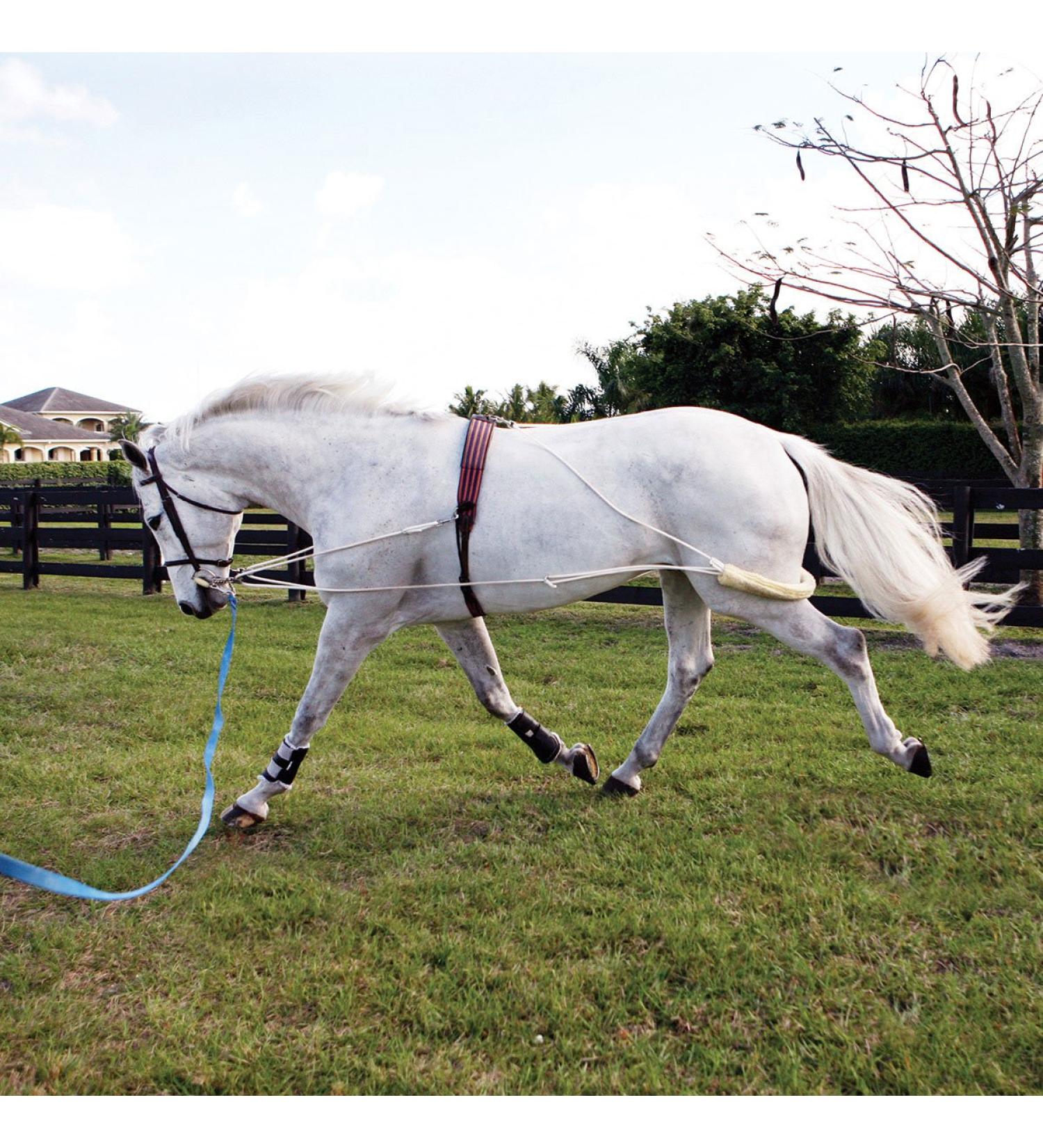Pessoa Lunging System Horse