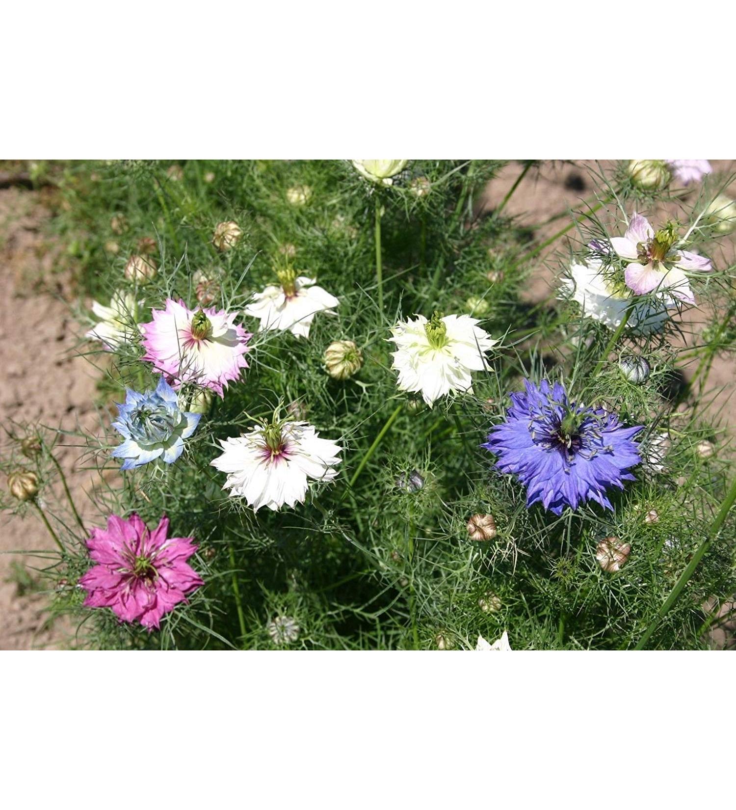 Germinazione I Semi: 5.000 Amore in UNA Nebbia Mix di Miss Jekyll Nigella Fiore Seme Semi sfusi