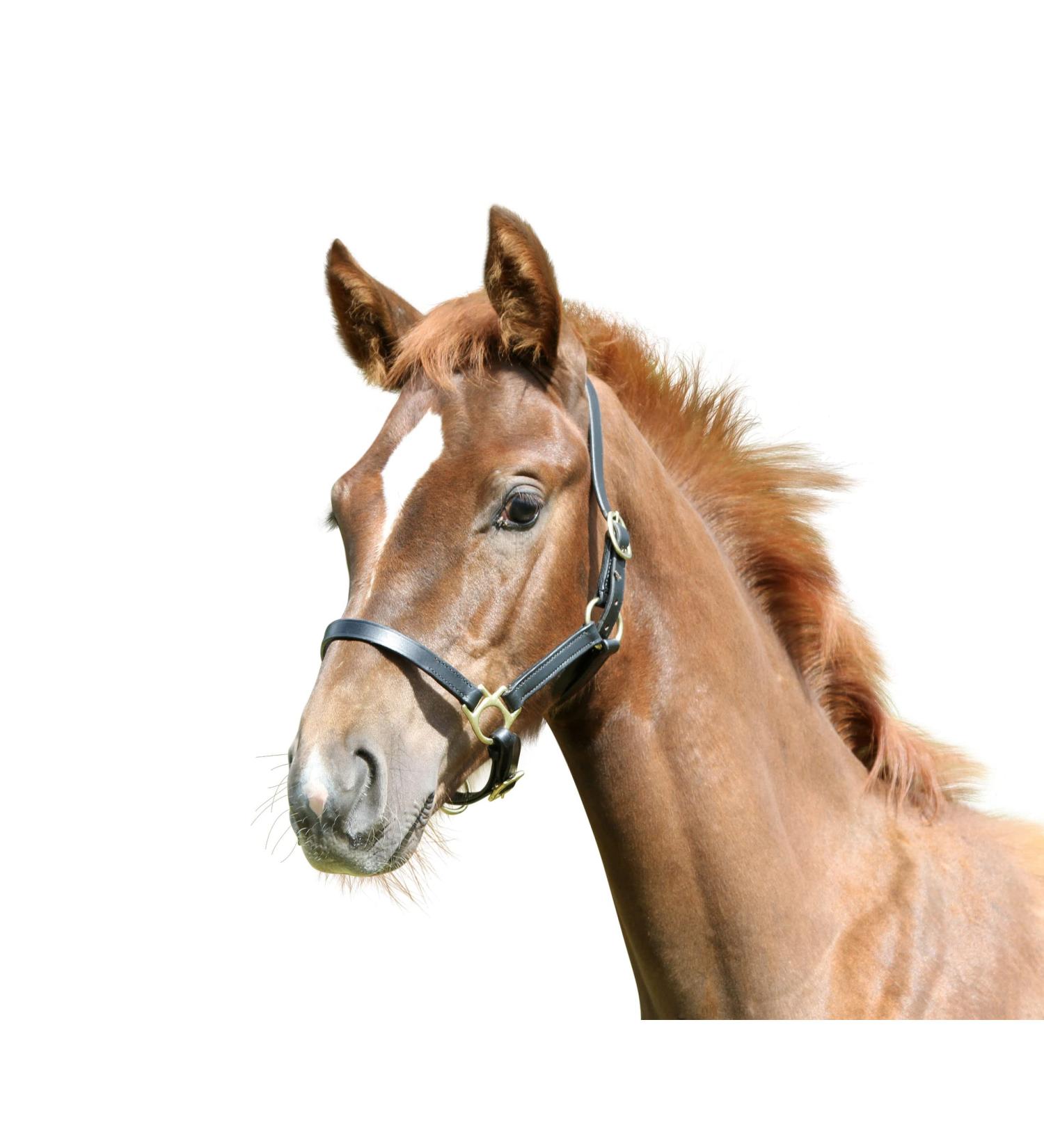 Kerbl Halter Foal Halter Eco Leather Black 327041 120 pieces (1 pack)