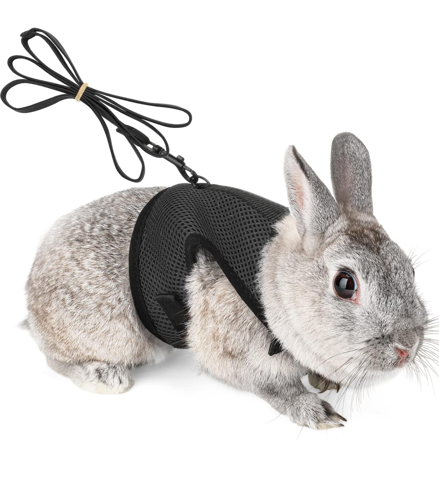 Adjustable Soft Rabbit Dishes with Elastic Leash for Small Pets | Black XS (20-27.5cm) - Best for Kittens & Bunnies - Buy Online on GoSupps.com
