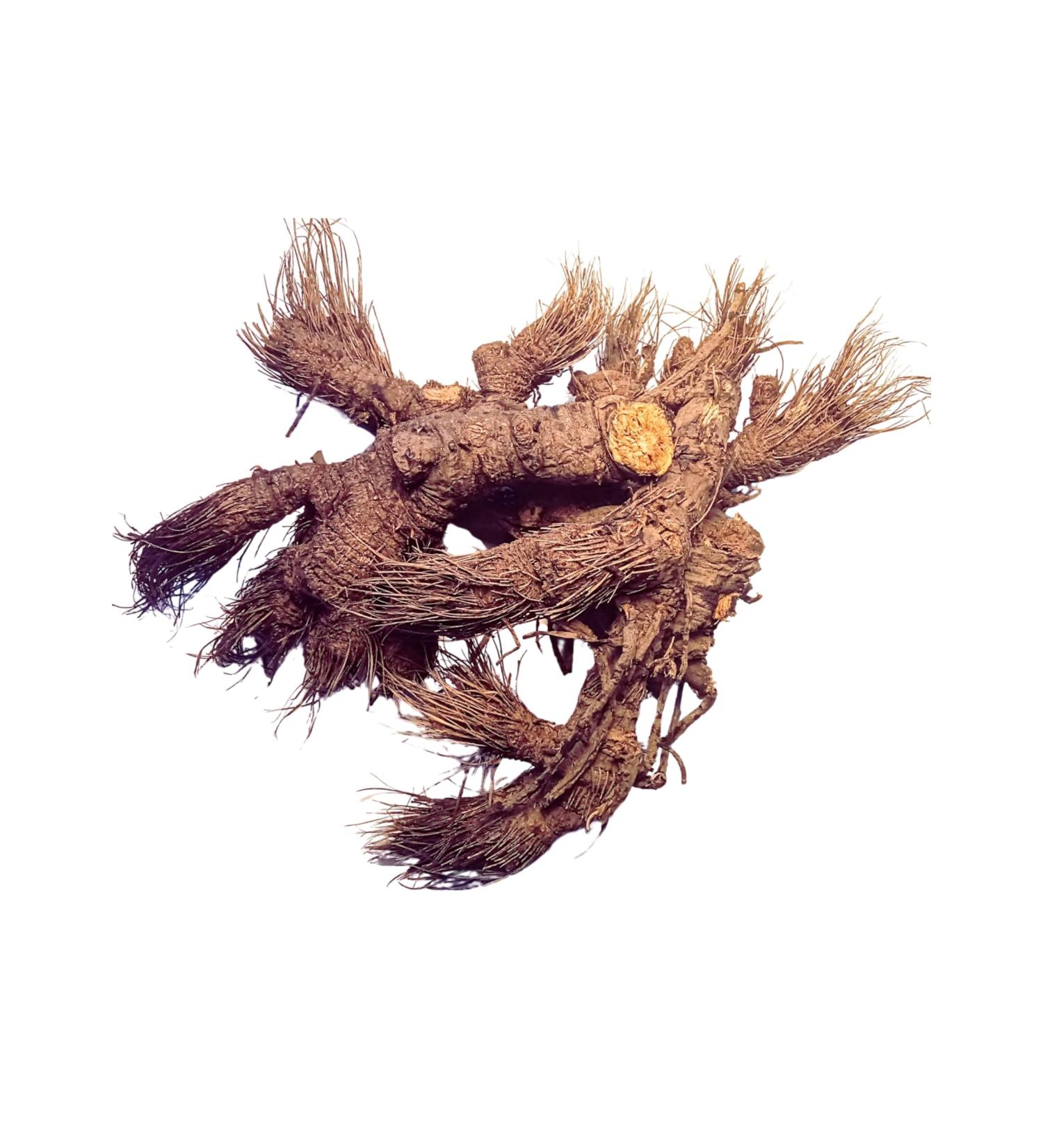 Osha Root 1oz (Ligusticum Porteri) Sustainably ethically sourced - Buy Online on GoSupps.com