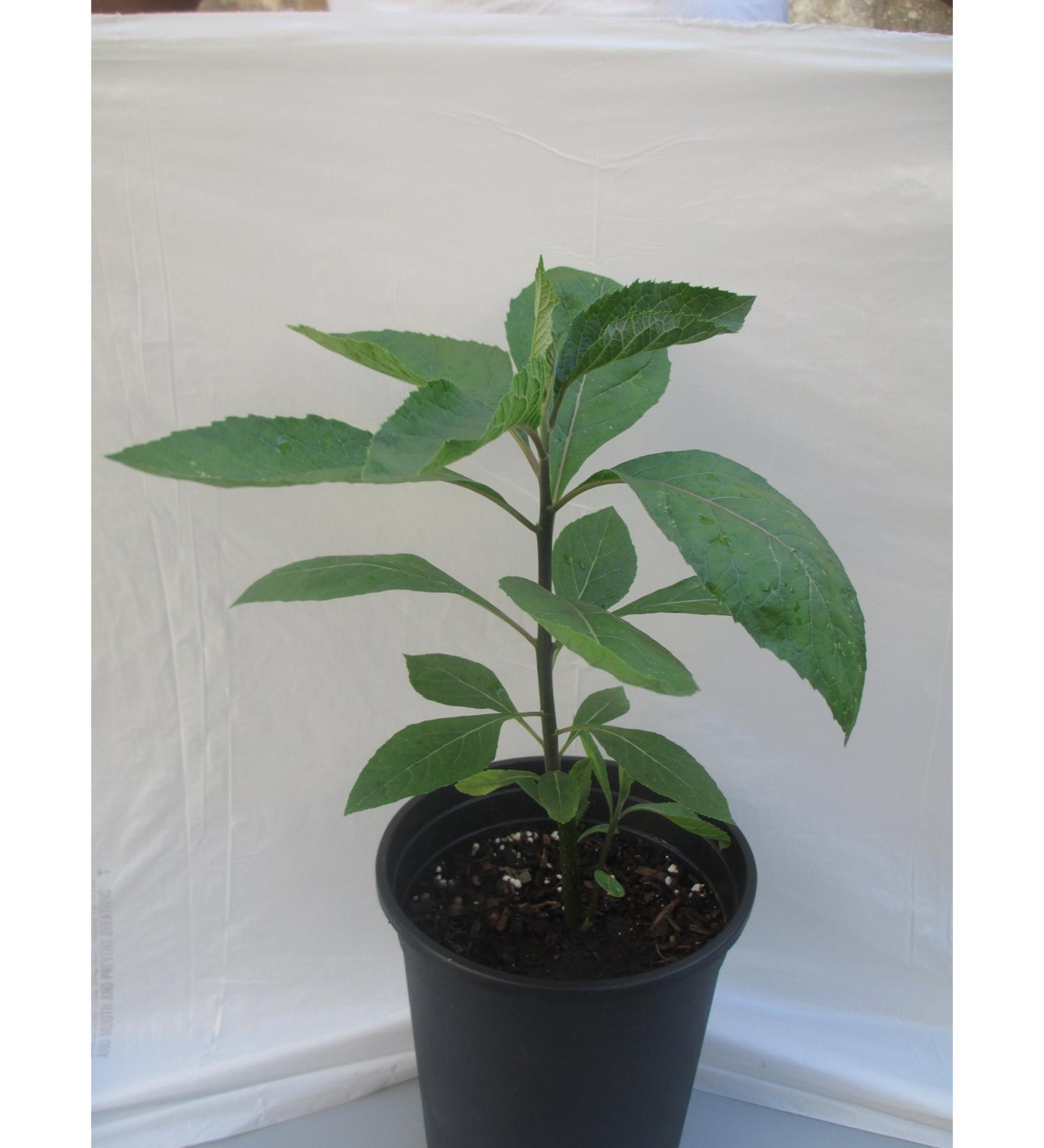 Bitter Leaf Plant - Vernonia amygdalina | Herbal Medicinal Benefits, Nutritional Value, Rich in Vitamins | Fresh Leafy Greens for Soup, Stew, Tea, Salad, Juice - Buy Online on GoSupps.com