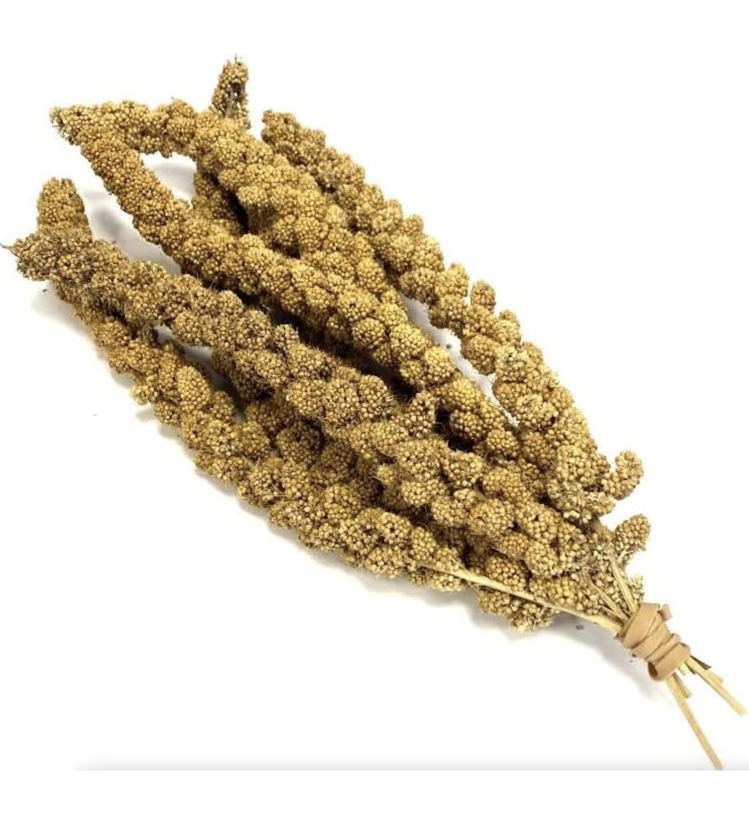 *New* Millet Sprays 1kg Premium Cage Bird Food Seed - Buy Online on GoSupps.com