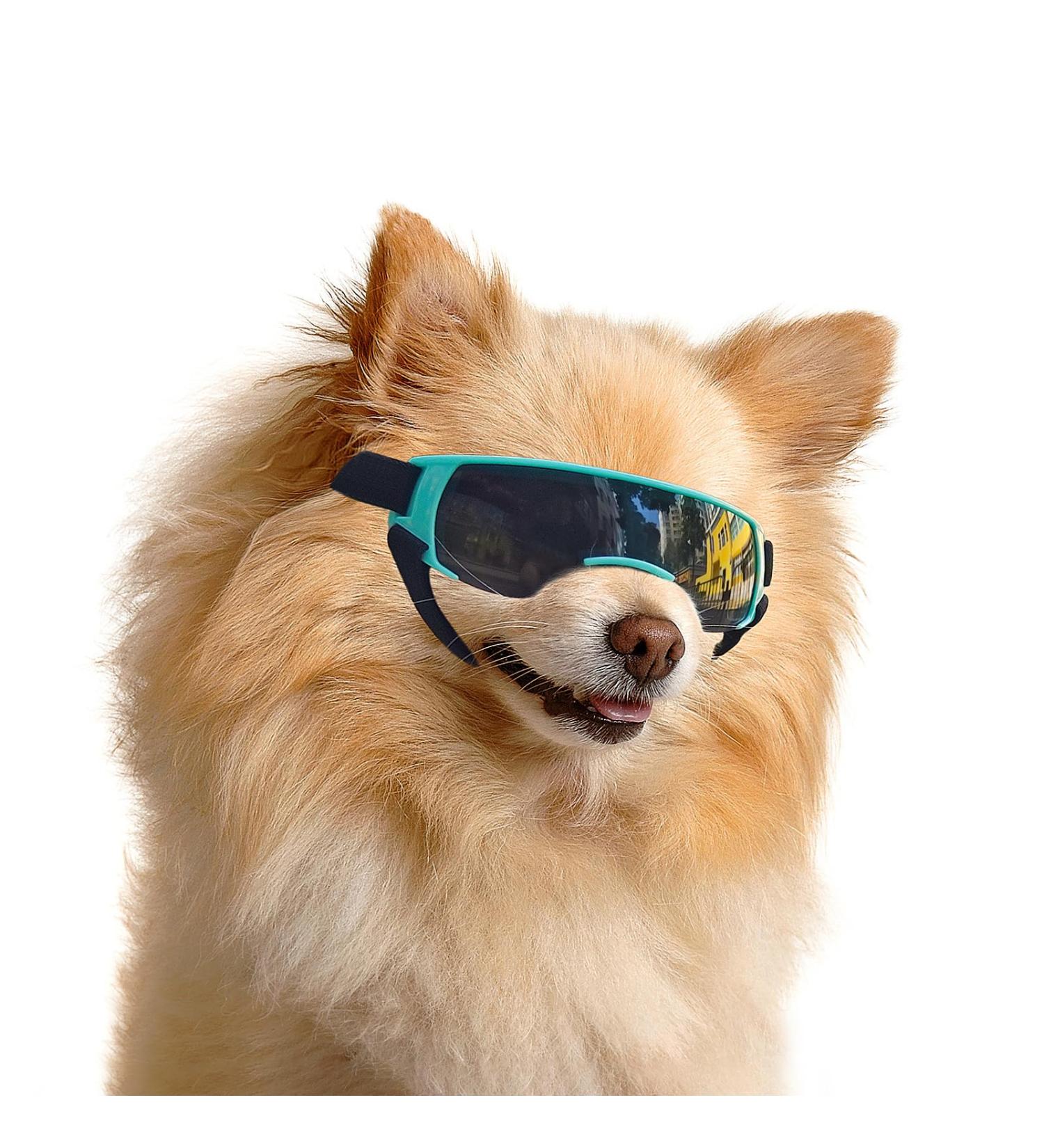 Enjoying Sunglasses for Small Dogs UV Protection Windproof Anti-Fog Dog Goggles Blue Pet Gear - Buy Online on GoSupps.com