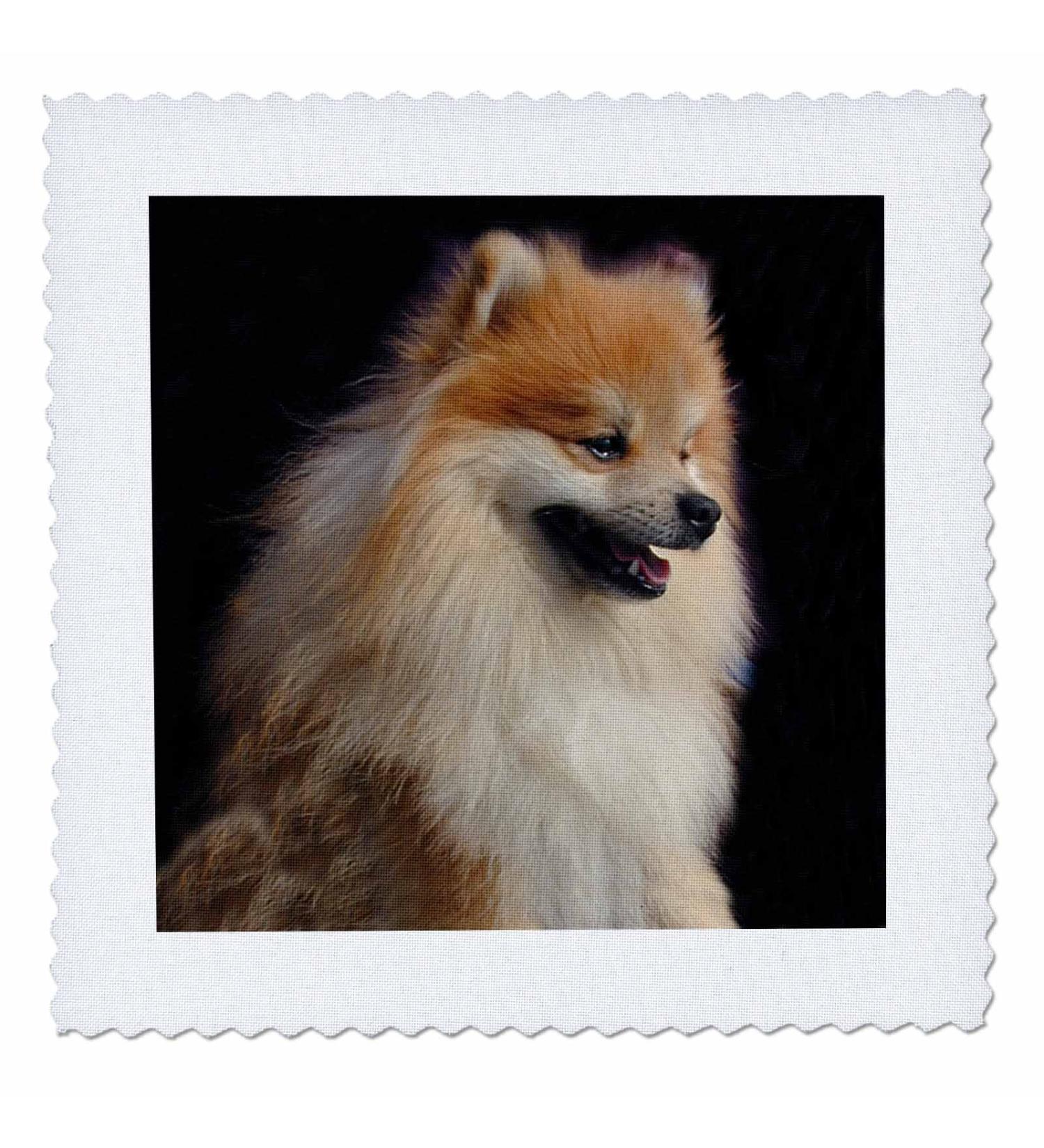 3dRose Pomeranian Portrait Quilt Square - 10x10 Inch - Decorative Pet Lover Gift - Buy Online on GoSupps.com