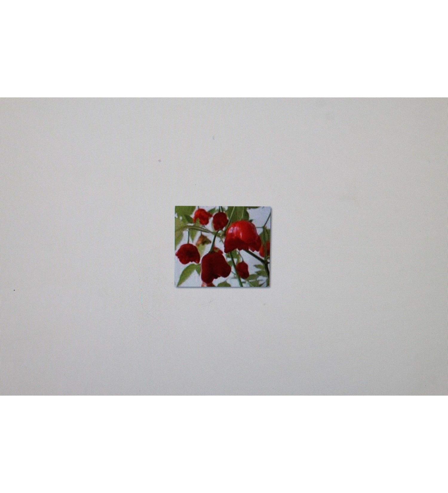 Seeds Package Samen Campana 5 Chili Peri Peri Bishop Cappello Capsicum Capsicum 59