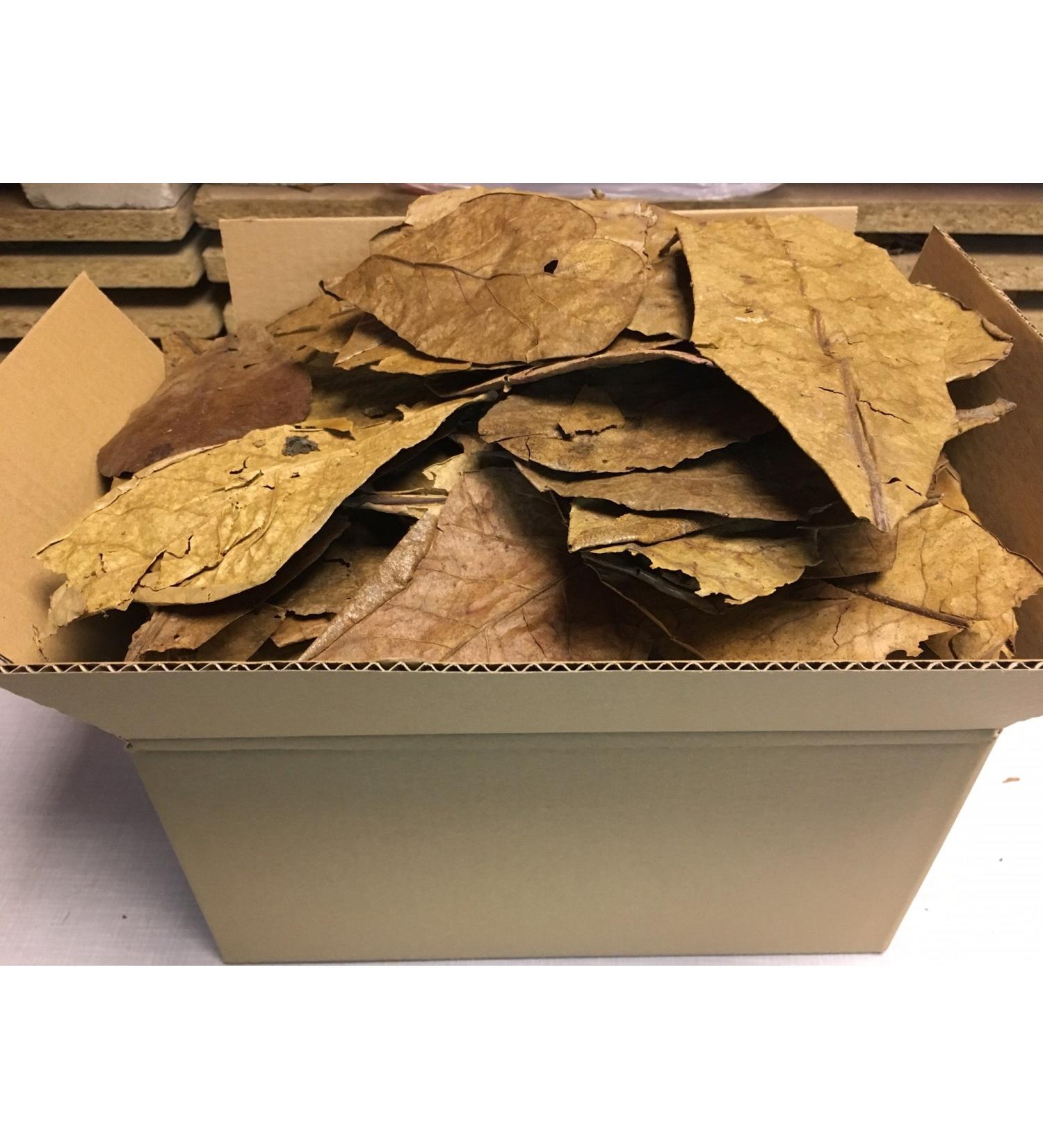 catappa-leaves sea almond leaves 300g B-stock unsorted - express delivery in a package