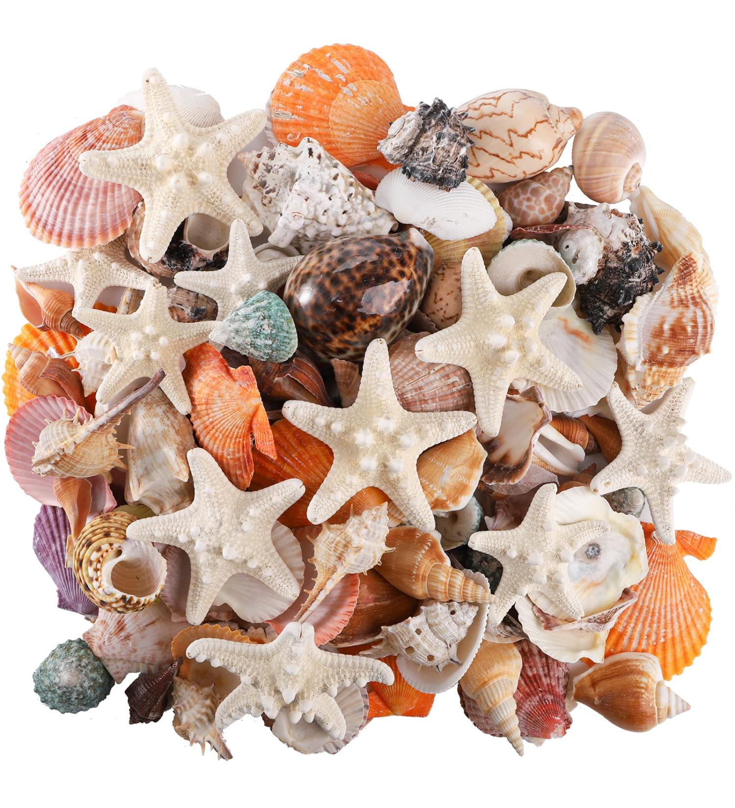 Okllen 2.2 lbs Mixed Beach Seashells Starfish & Large Conch Shells - Ideal for Beach Theme Parties, Fish Tanks, DIY Crafts, Wedding & Home Decor - Buy Online on GoSupps.com