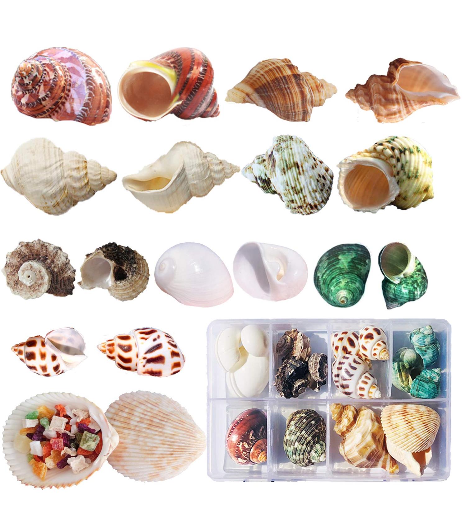 Hermit Crab Shells Set - 17PCS of 9 Types, Medium to Small Growth Turbo Seashells 0.6-1.6 Inch, Various Opening Sizes, Natural - Buy Online on GoSupps.com