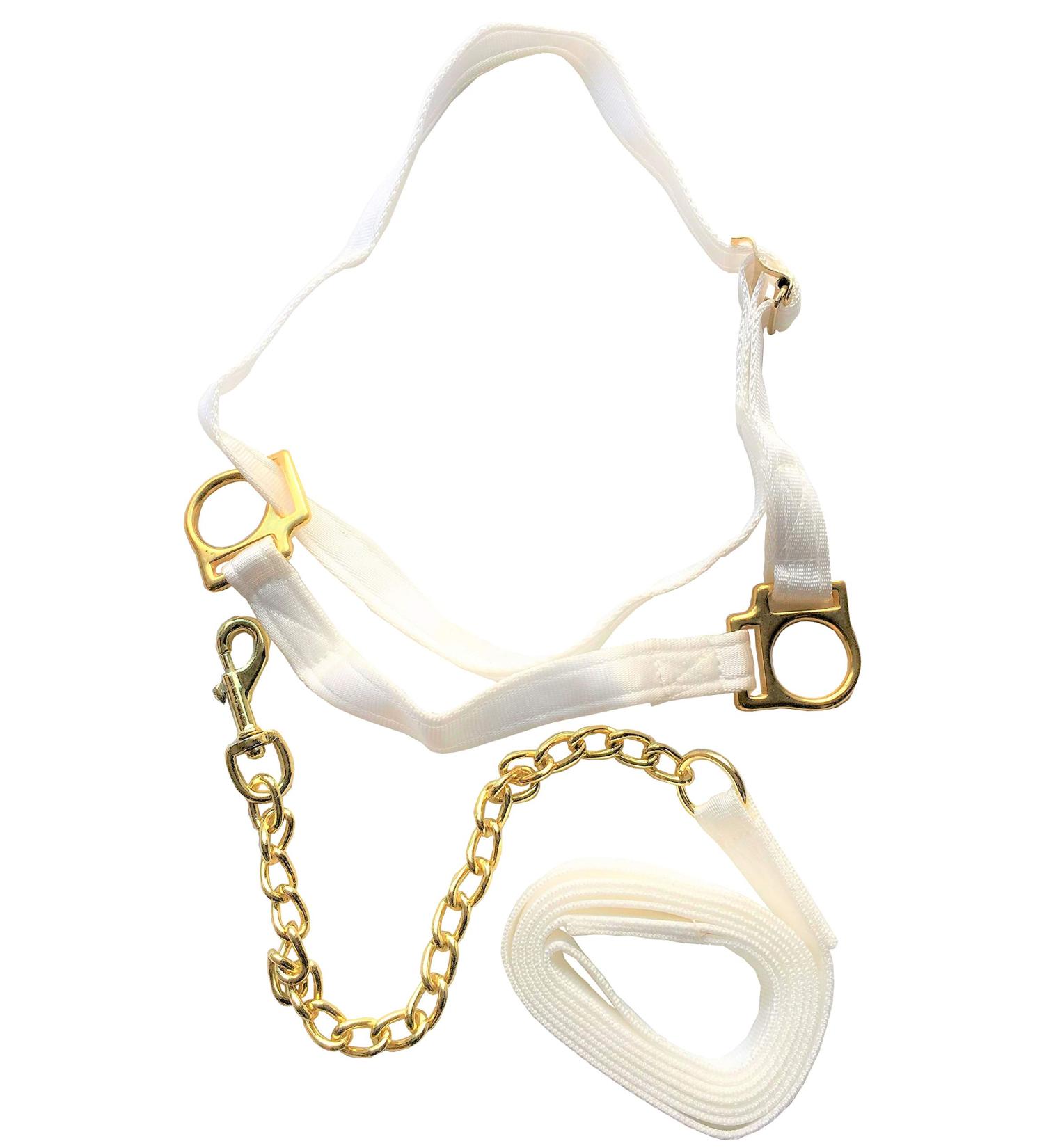 Equine Outlet White Adjustable Horse Welsh Show Halter Headcollar with Chain Lead - Pony & Cob (Pony)