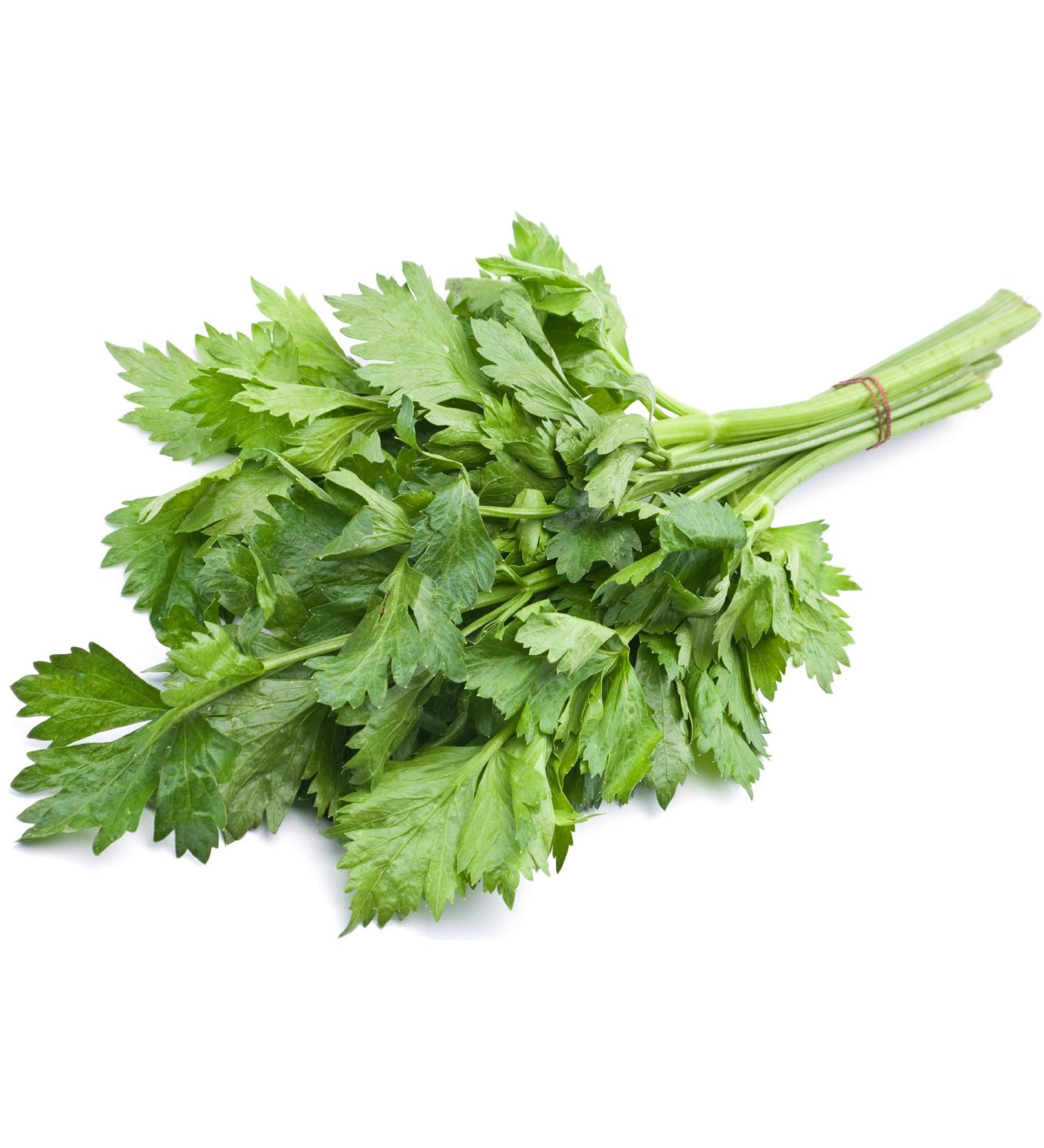 Viridis Hortus - Celery Leaf 3000 (0.94g's) Vegetable Seeds (Also Know as Chinese Celery French Celery) 3000 (0.94g's) Seeds