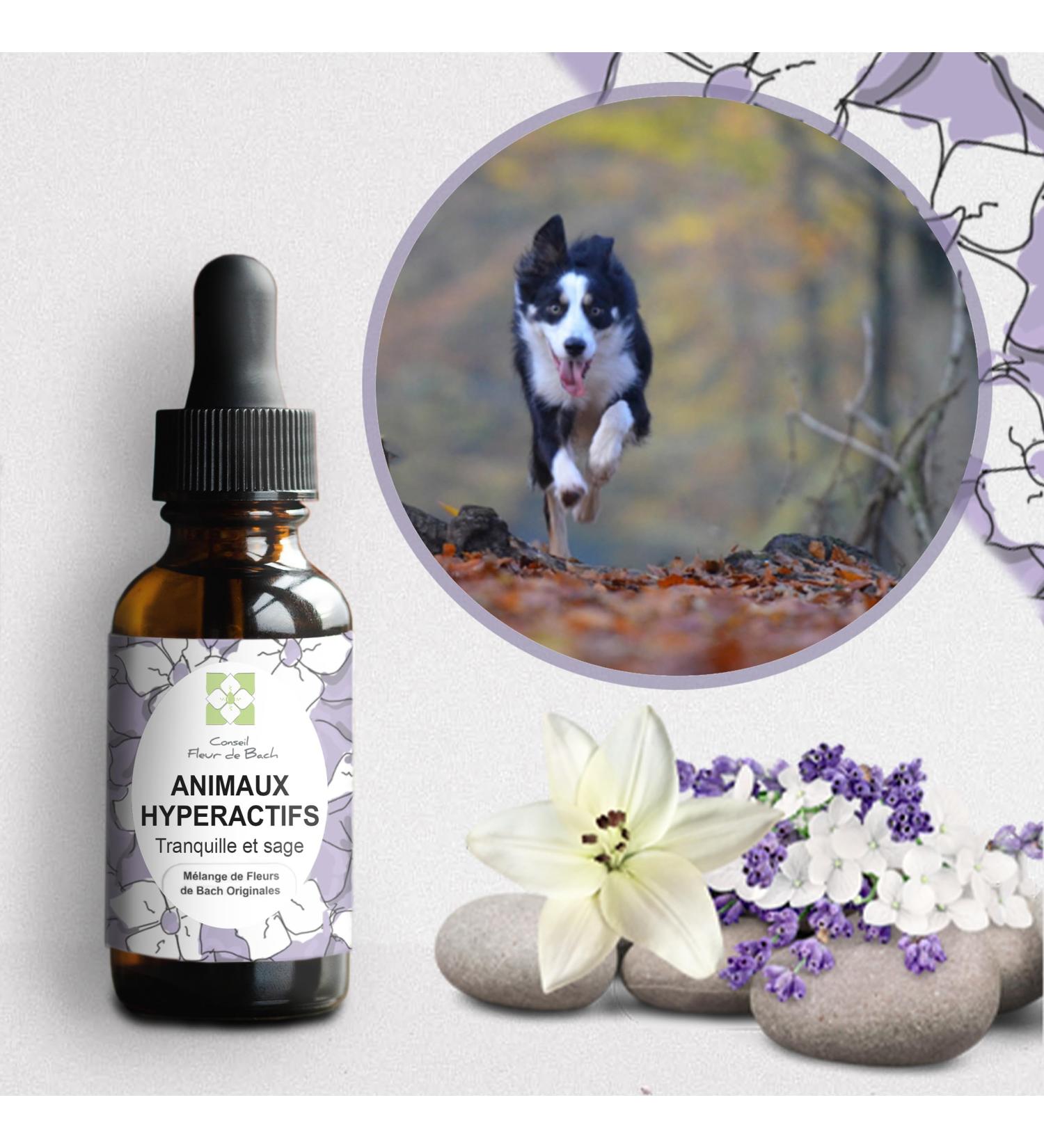 Bach flower advice - Hyperactive Animal Floral Elixir - An Effective Mix - Soothe Channel and Calm Your Dog or Cat 30ml Pack of 2 - Buy Online on GoSupps.com