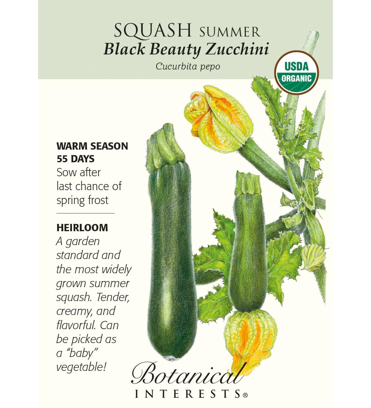 Black Beauty Summer Squash Seeds Zucchini-3g-organique
