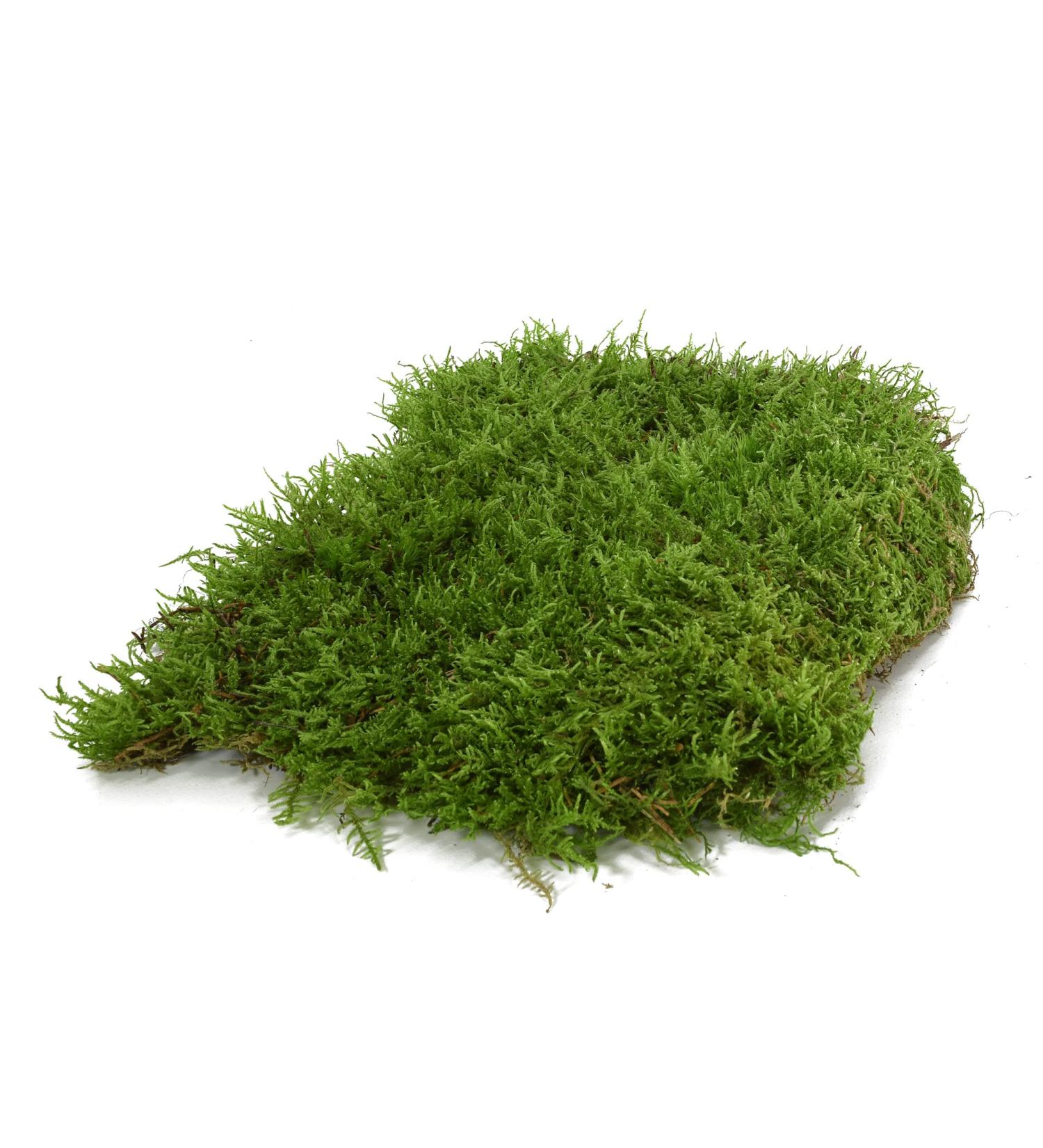 Premium Terrarium Substrate Moss for Reptiles | Natural Decoration Mats & Plates | Ideal for Terrariums - Buy Online on GoSupps.com