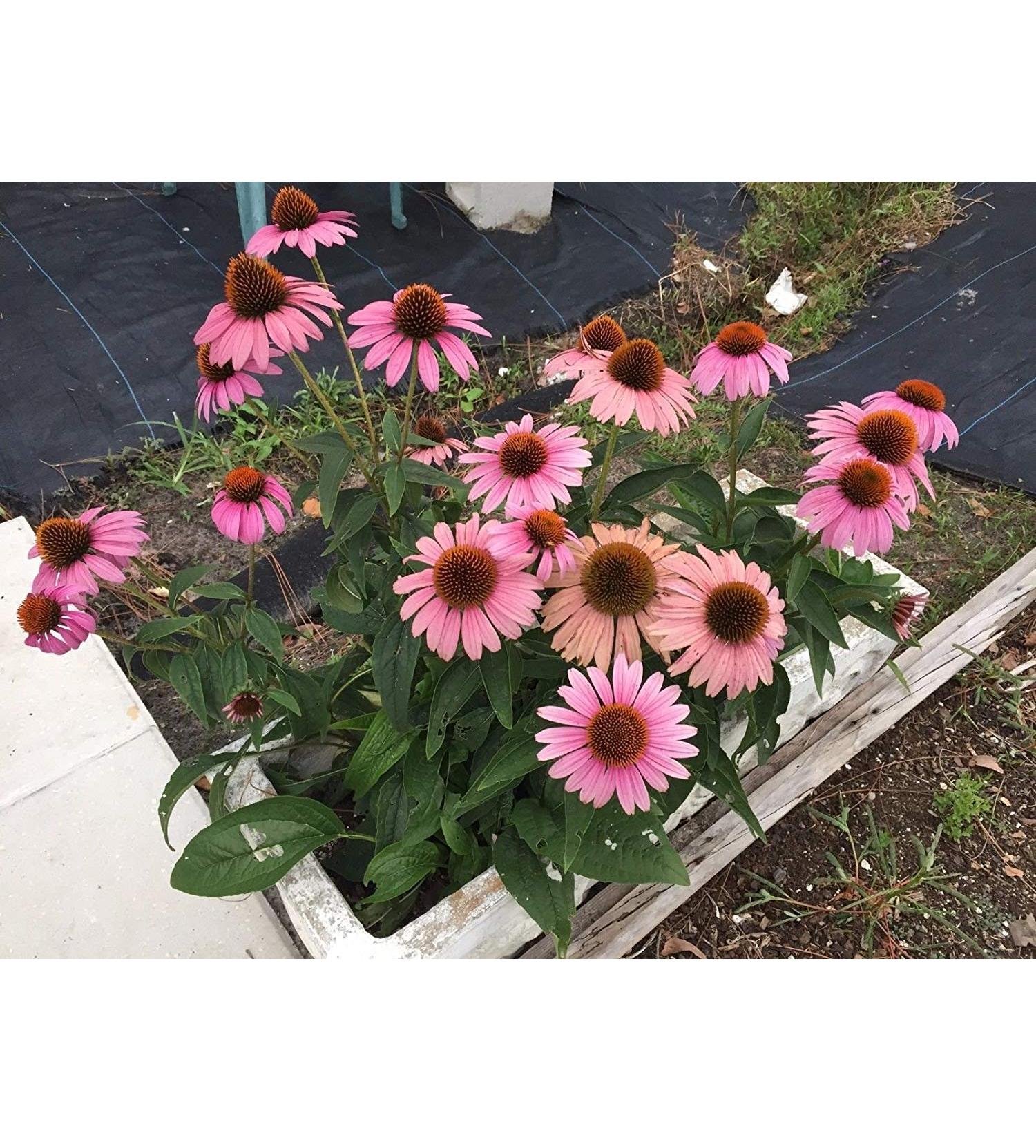 Echinacea purpurea Echinacea chinac e 40 graines par paquet Bio