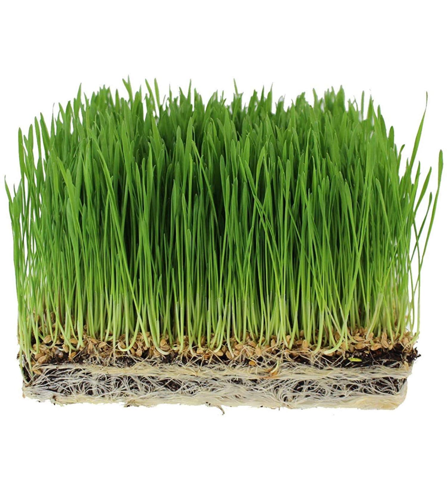 Handy Pantry Organic Wheatgrass Seeds - Premium Hard Red Wheat for Wheatgrass, Cat Grass, Food Storage & More (1/2 lb) - Buy Online on GoSupps.com