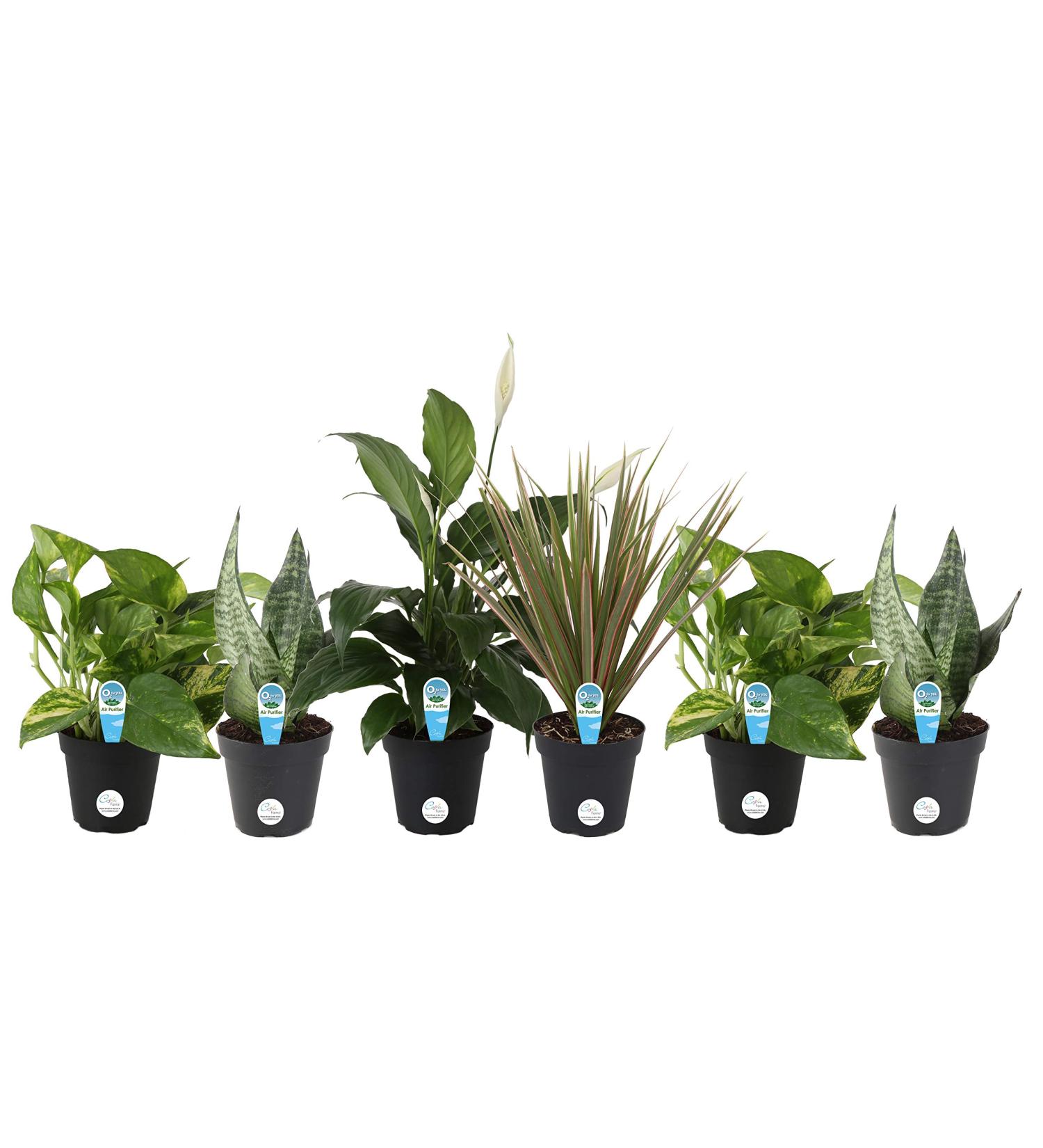 Costa Farms Assorted Foliage Clean Air House Plant Collection - 8 Tall - 6 Pack - Buy Online on GoSupps.com