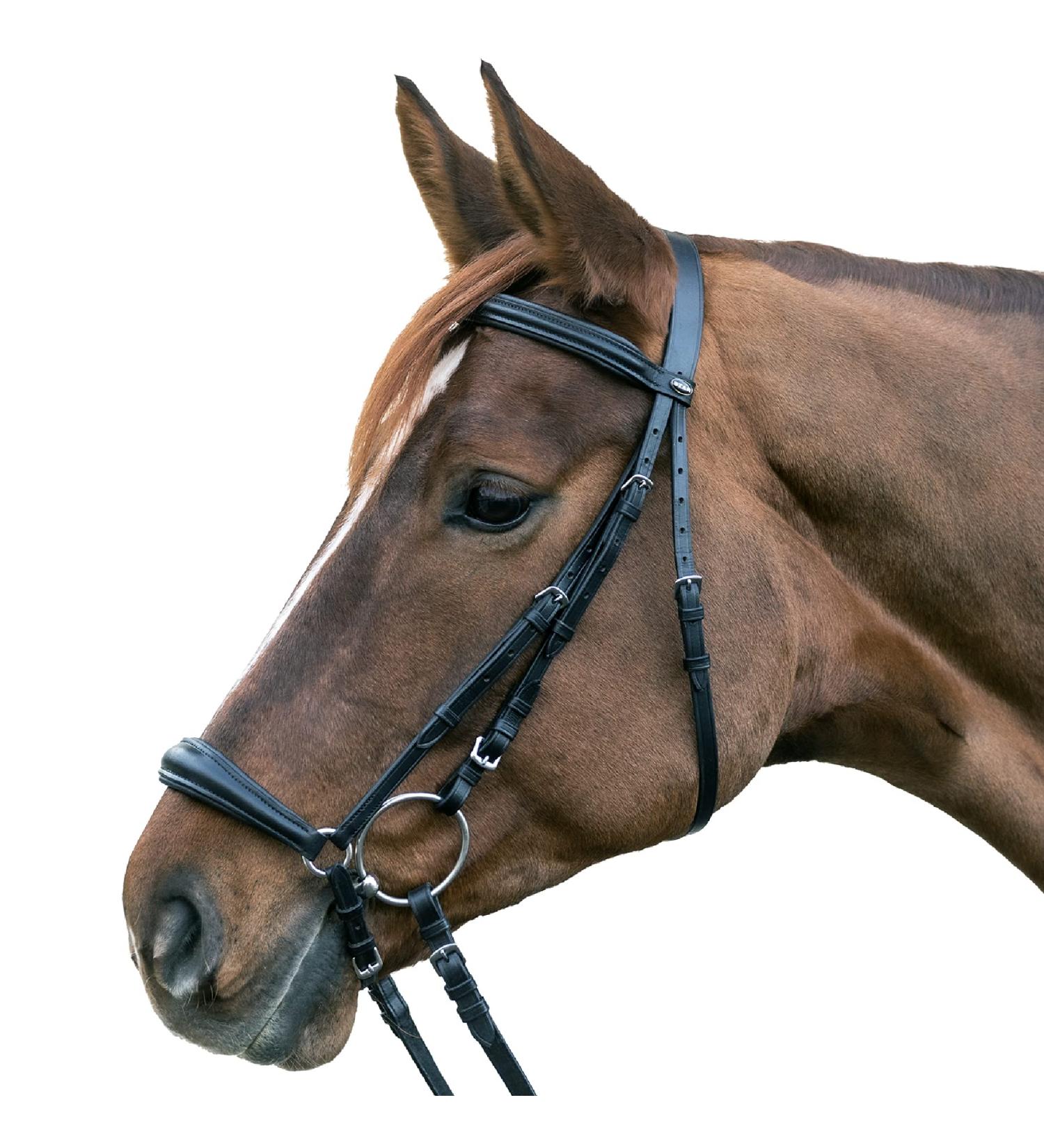 Shop Star Waldhausen Bridle Hannover in Black for Thoroughbreds | International Shipping Available - Buy Online on GoSupps.com
