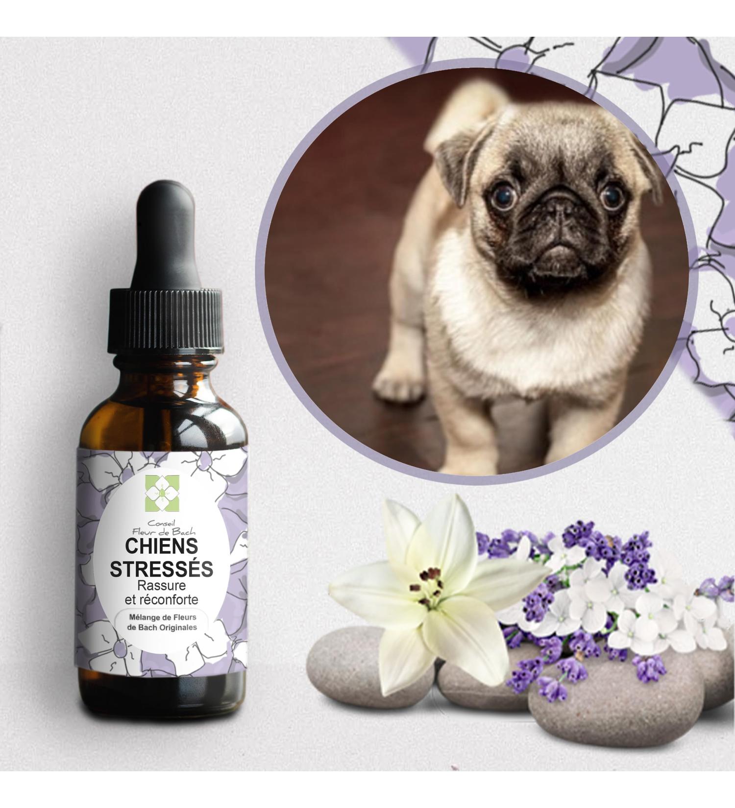 Floral Elixir Blend for Stressed Dogs - Quickly Comfort Your Dog. This Blend is a Natural Anti-Stress for His Daily Life (30ML) Pack of 2 - Buy Online on GoSupps.com