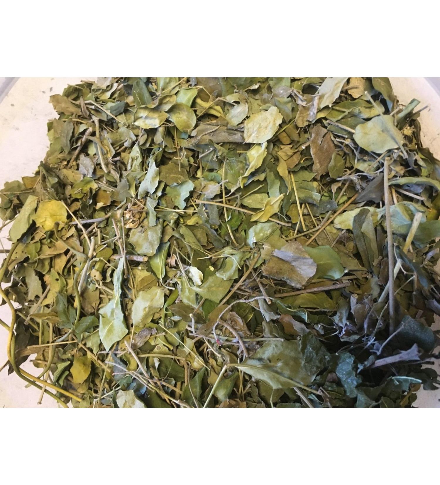 Moringa Leaves – Pure Vitamins + Nutrients – Food for Shrimp, Crabs & Co