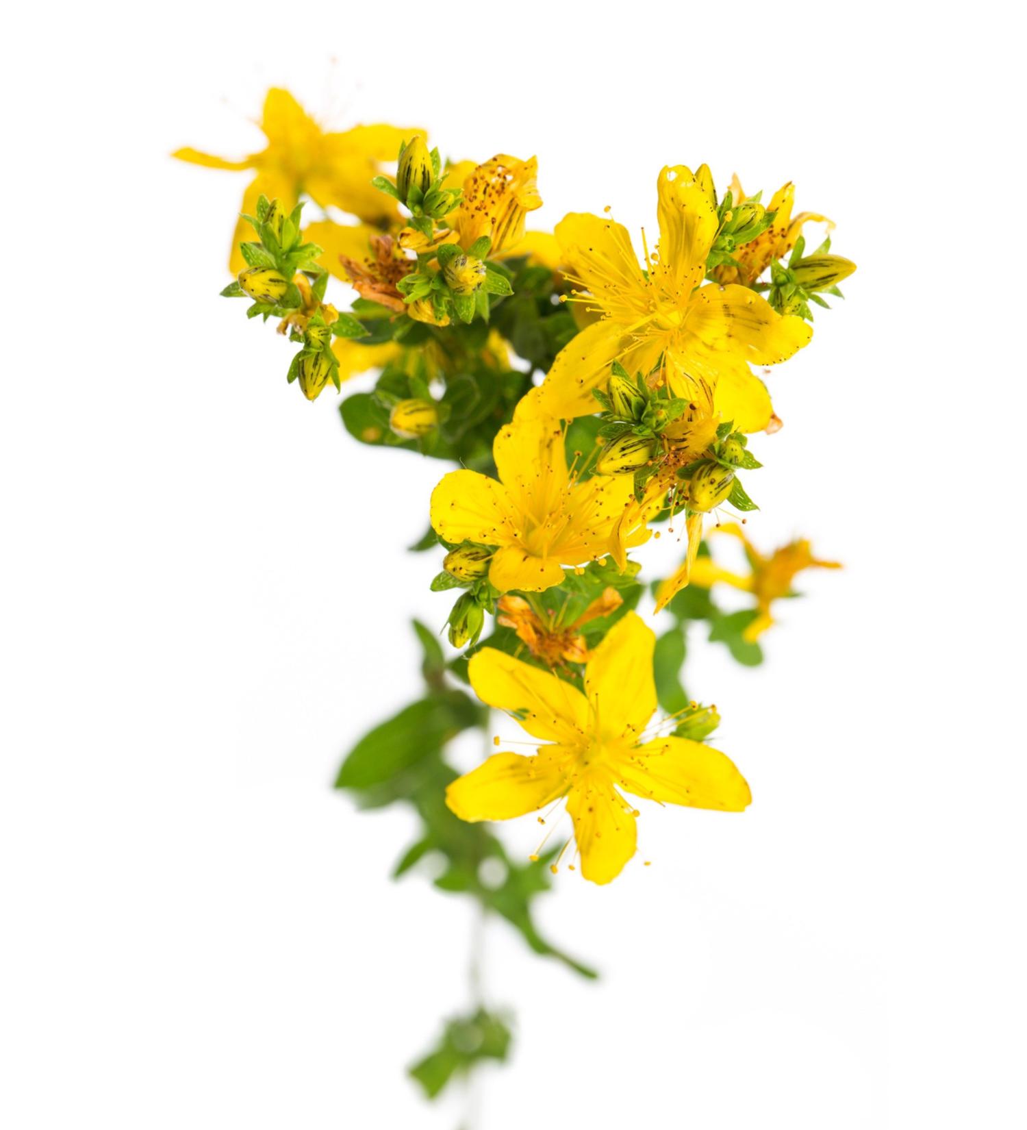 St. John's Wort Oil Massage Oil 100ml - Hypericin-free - Professional therapist quality - Dorn Breuß Massage