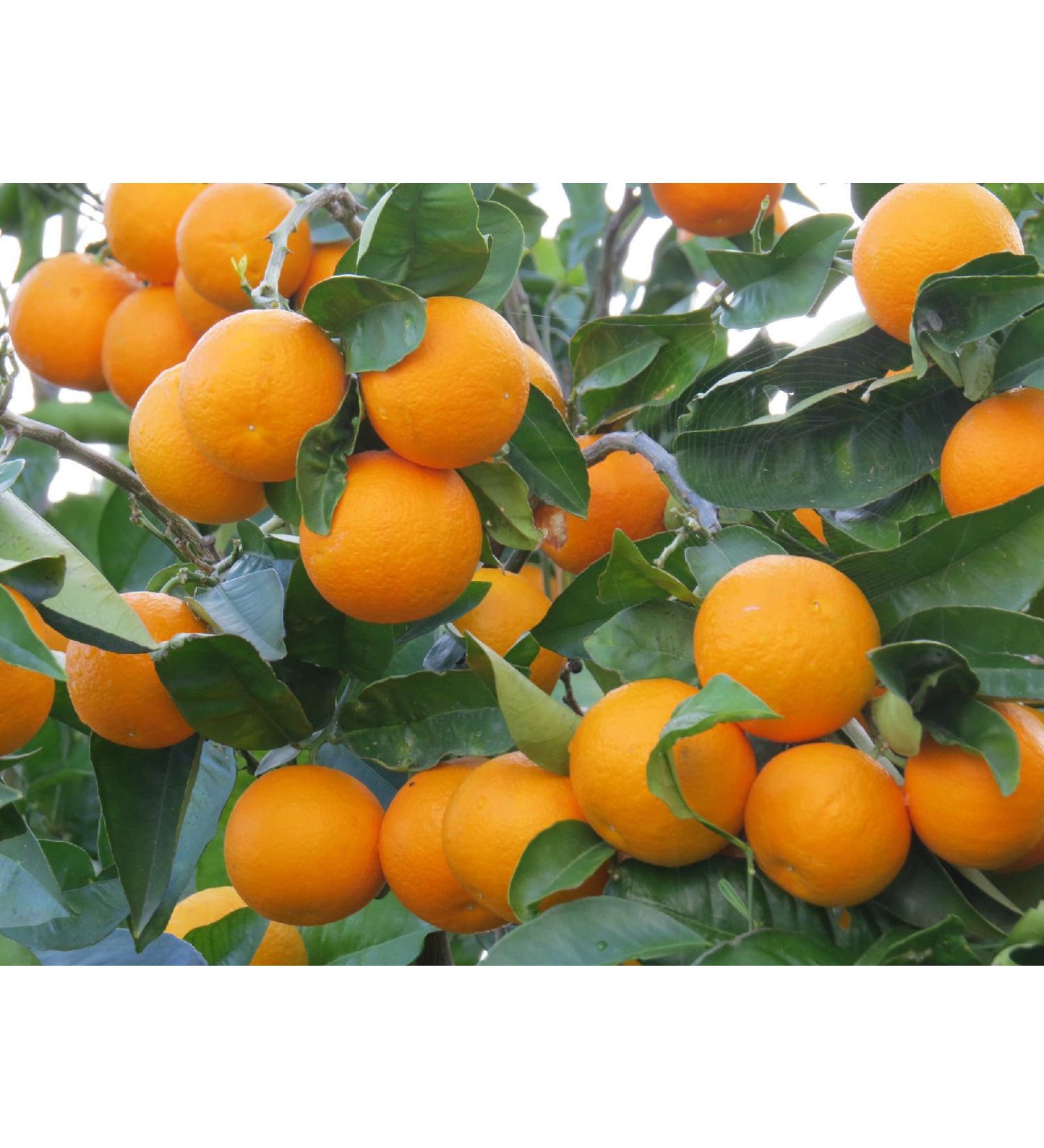 Semi Sweet Orange Albero Beatuful Fragrant Blooms & Sweet Oranges