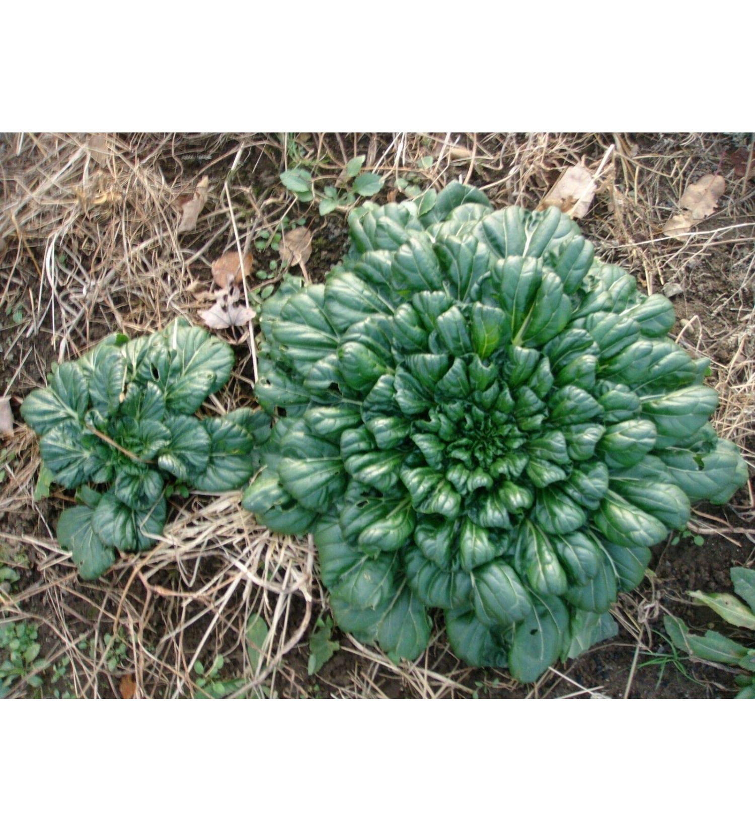 TAH TSAI Cabbage * Rich in vitamins * Soup and meat dishes * Easy to Grow