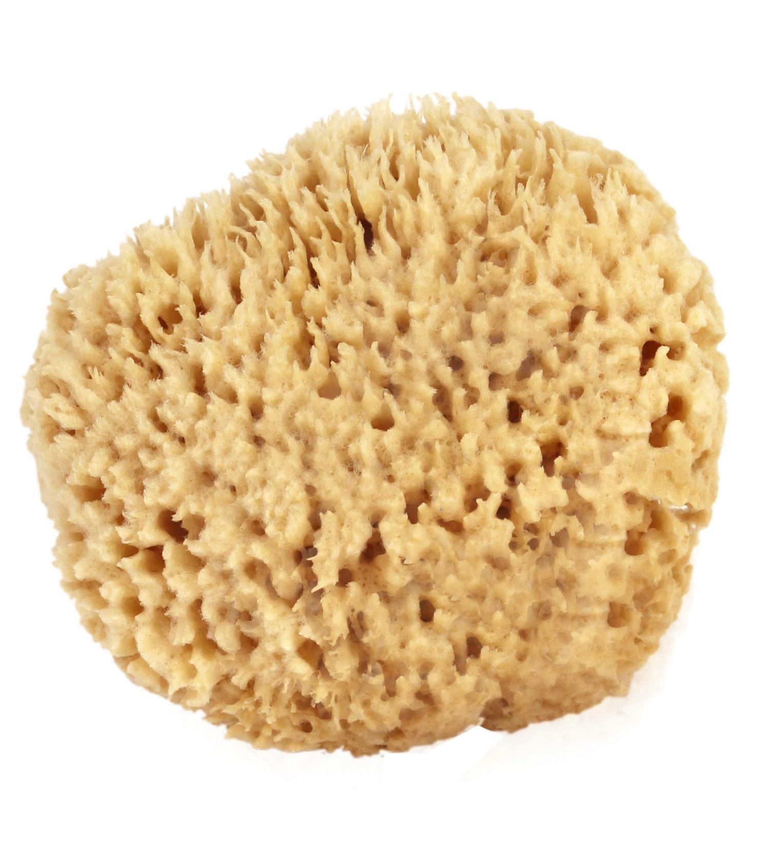 Medium Sea Wool Sponge 4-5 inches - Bath & Shower Express - Natural Renewable Resource - Buy Online on GoSupps.com