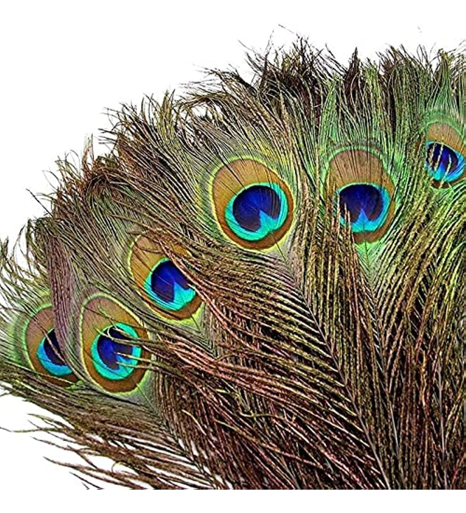 TinaWood 10PCS Real Natural Peacock Eye Feathers 9.8-11.8 inch - DIY Craft & Wedding Decoration - Buy Online on GoSupps.com