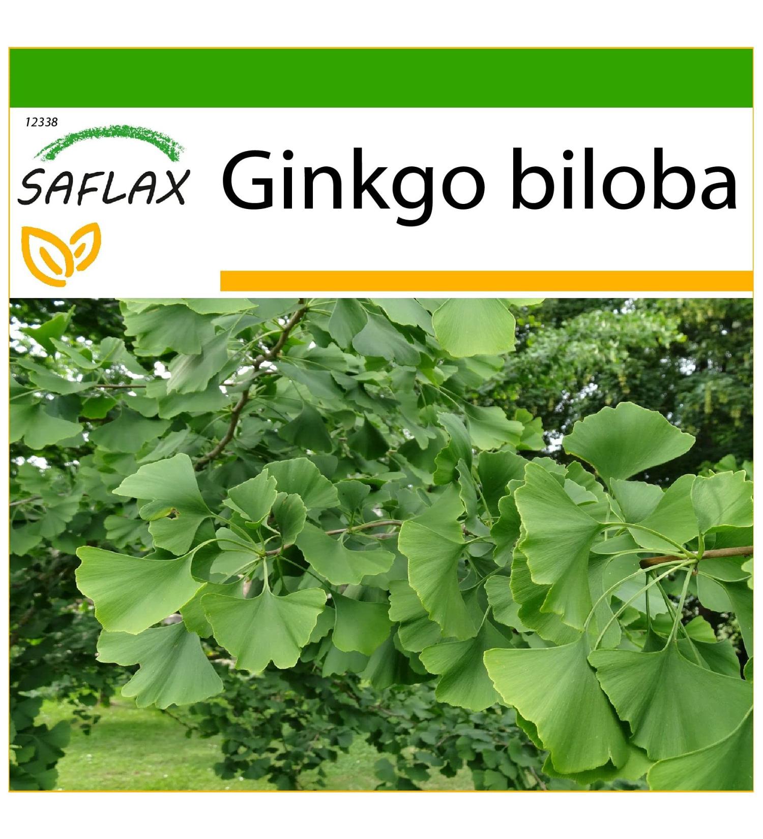 SAFLAX - Ginkgo - 4 seeds - With substrate - Ginkgo biloba - Buy Online on GoSupps.com