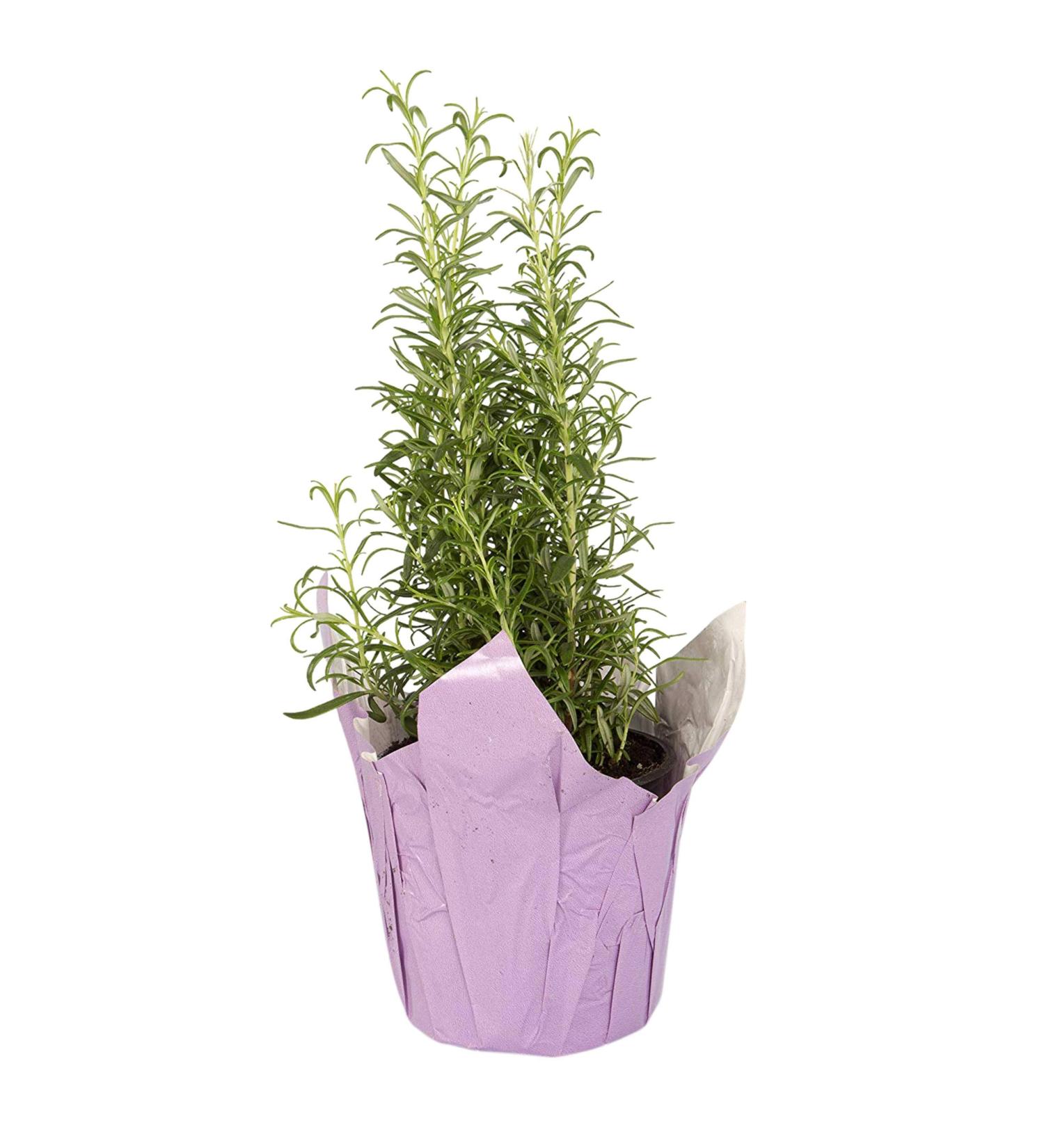 Live Aromatic Rosemary in Decorative Pot - Set of 6 | Healthy and Vibrant Display - Buy Online on GoSupps.com