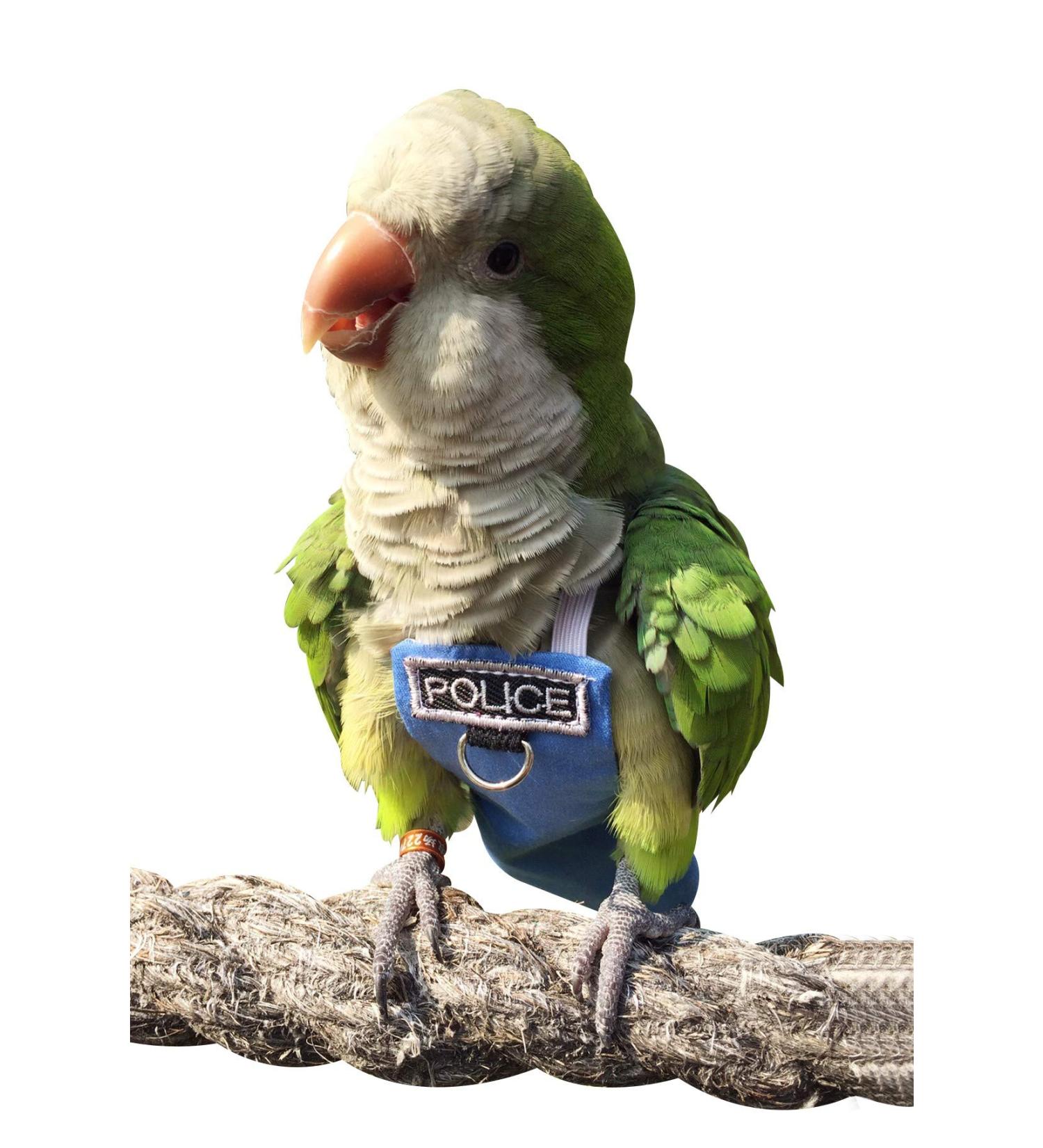 HEZHUO Bird Clothes Parrot diapers bird flight suits reusable waterproof diapers pet bird supplies POLI (M) - Buy Online on GoSupps.com