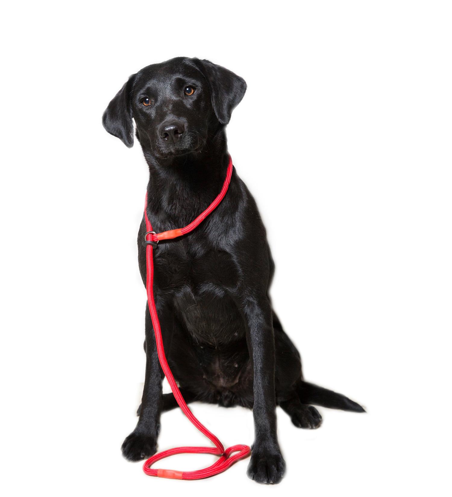 Durable Dog & Field Deluxe Gundog Slip Lead - Super Soft Braided Nylon for All Breeds - One Size, 4 Color Options (Red) - Buy Online on GoSupps.com