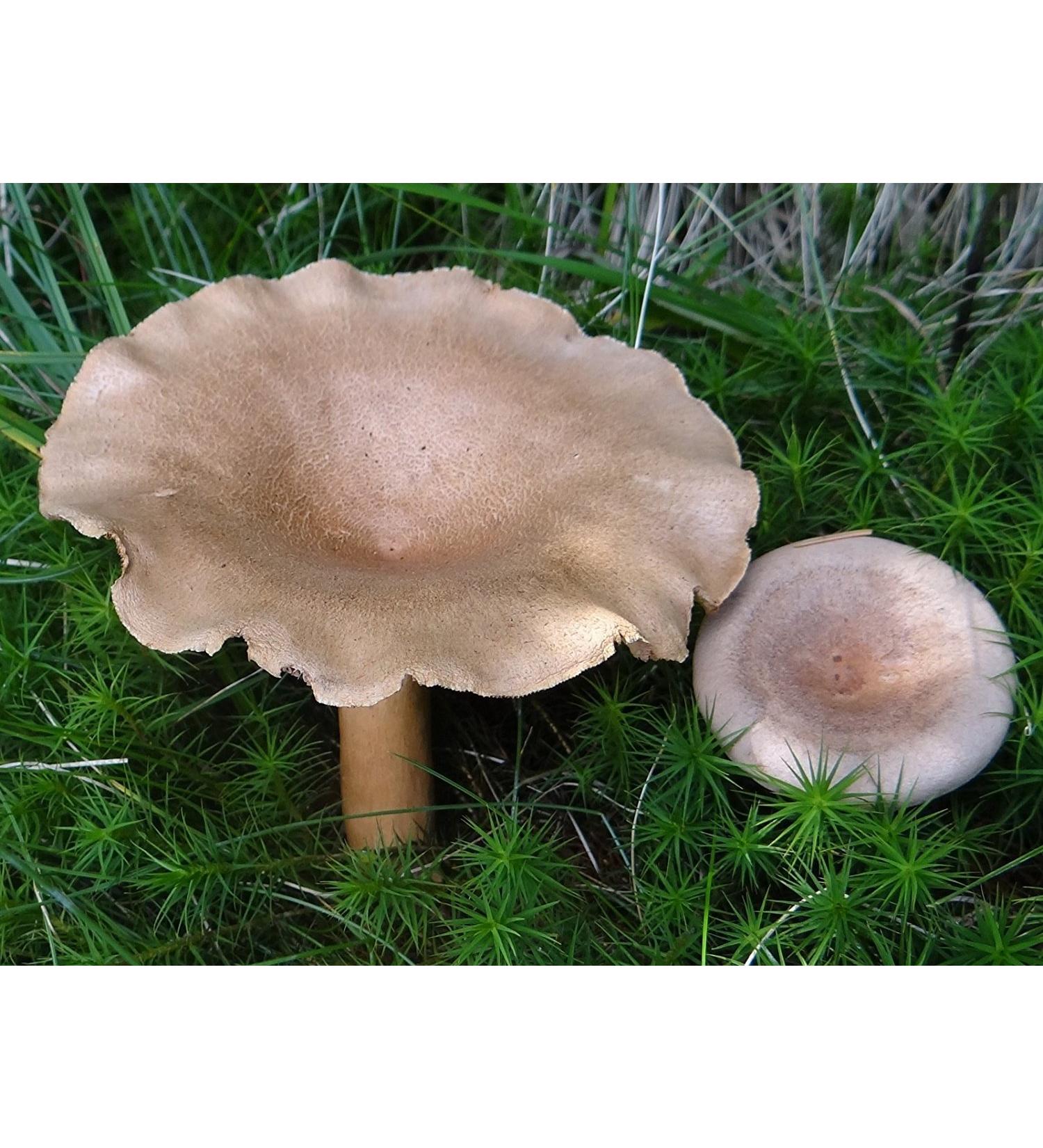 The Greek Fenugy Milk Cap Mushroom (Lacarius Helvus) Michelio Spawn Semi Dried (10g) - Buy Online on GoSupps.com