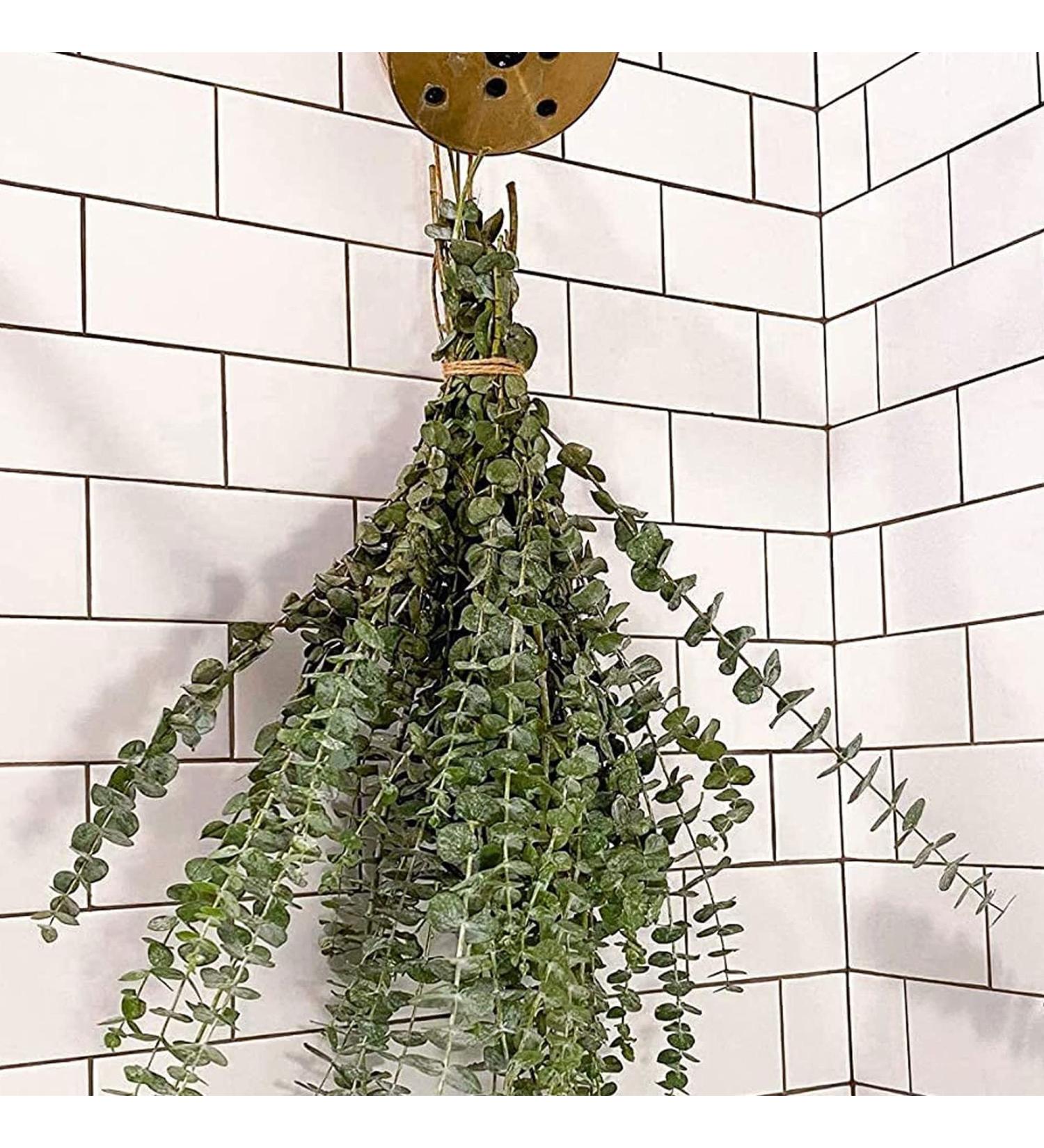 Dried Eucalyptus Branches - Real Hanging Stems for Home, Office, and Hotel D cor | Indoor Eucalyptus Plant for DIY Projects and Shower Aromatherapy - Buy Online on GoSupps.com