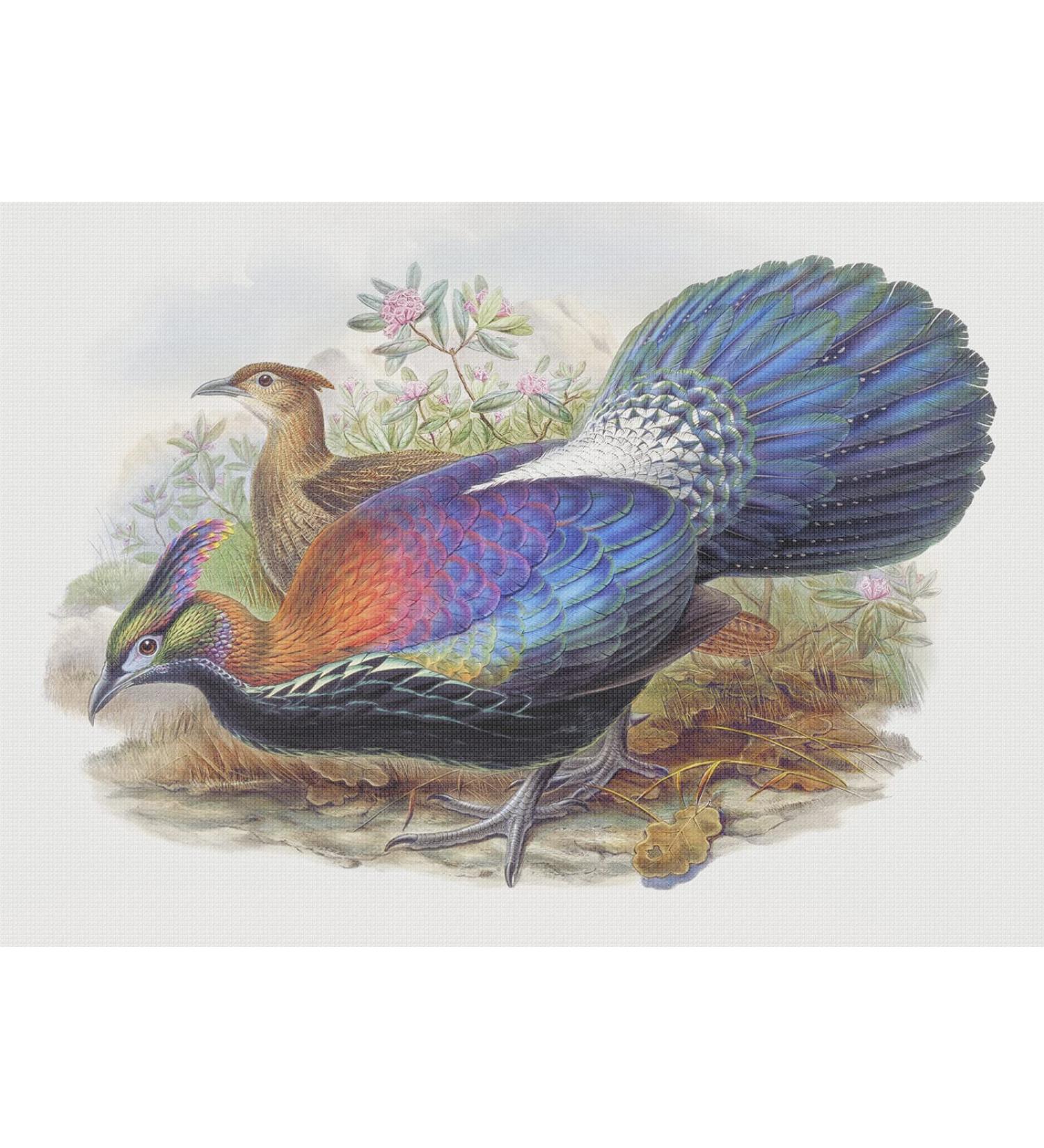 Monal Himalayan Pheasant Cross Stitch Pattern by John Gould - Orenco Originals - Buy Online on GoSupps.com