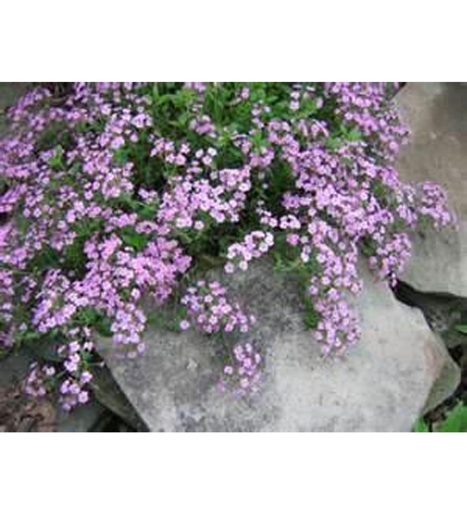 Soapwort- ocymoides -pink- 200 See