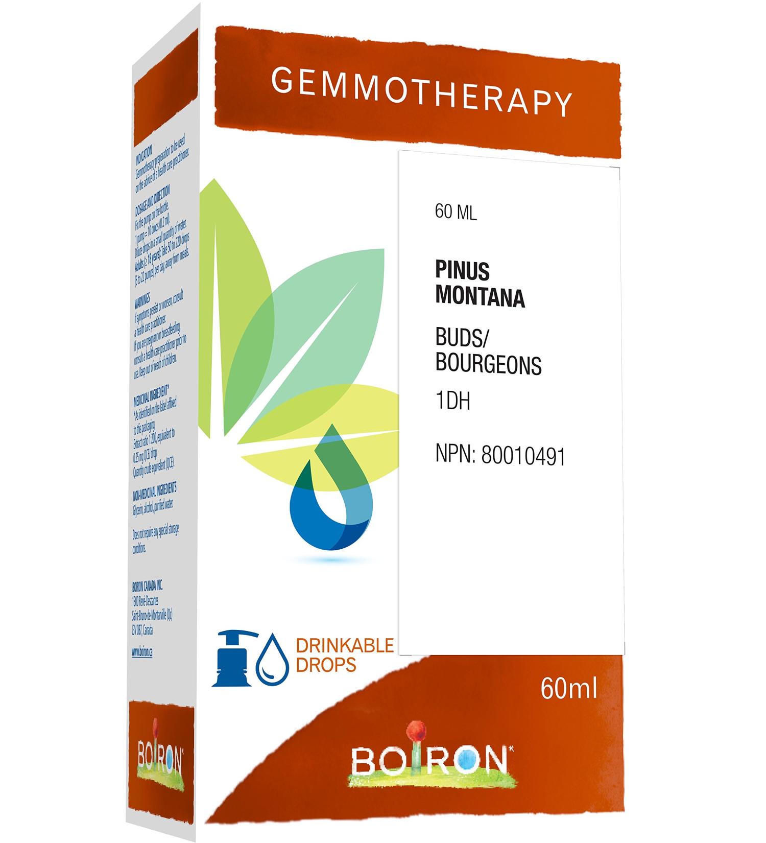 Gemmotherapy pinus montana buds (mountain pine) 1dh 60ml homeopathic medicine 60 milliliter by Boiron Canada - Buy Online on GoSupps.com