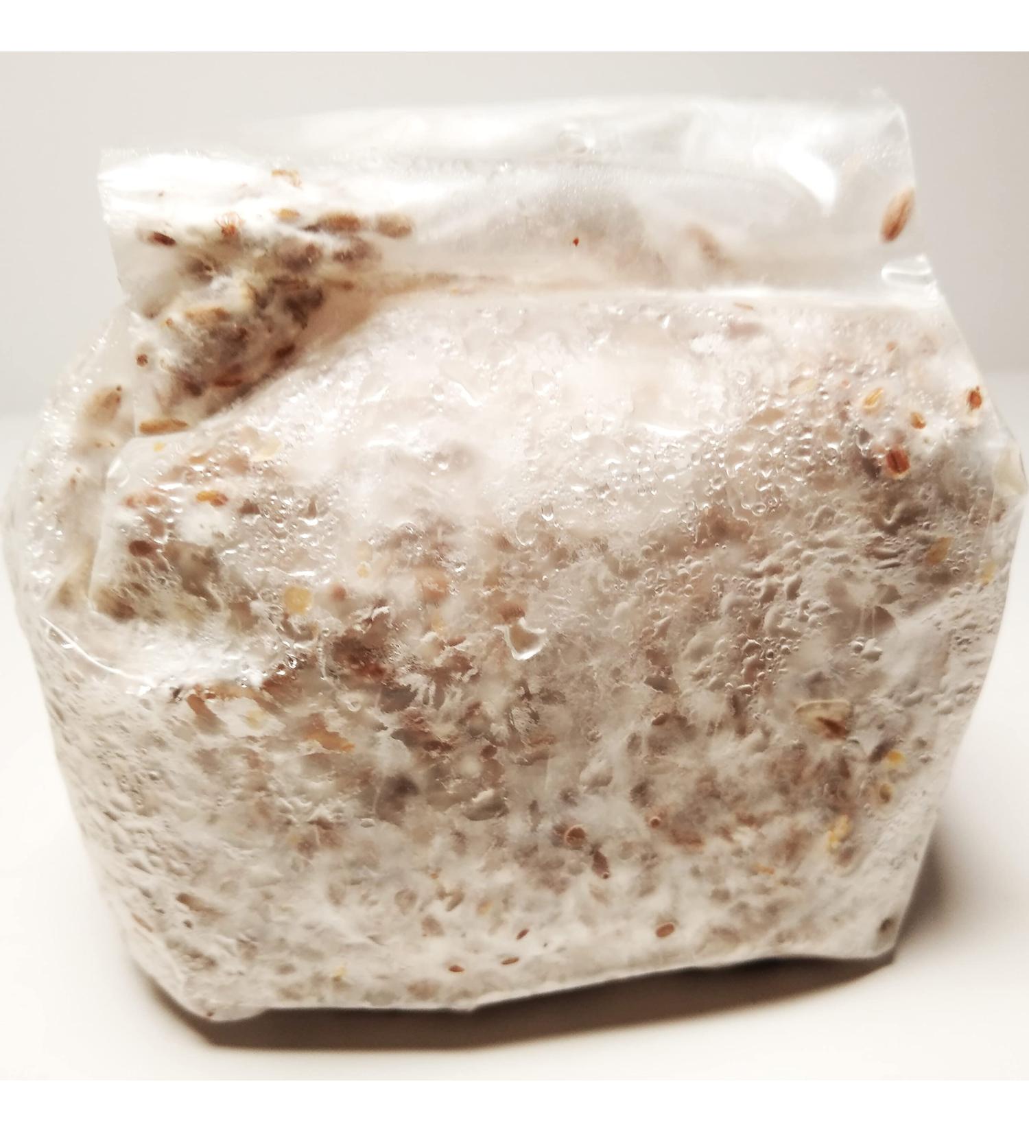 Golden Oyster Mushroom Grain Spawn - 1 lb. Freshly Made & Ready to Use - Buy Online on GoSupps.com