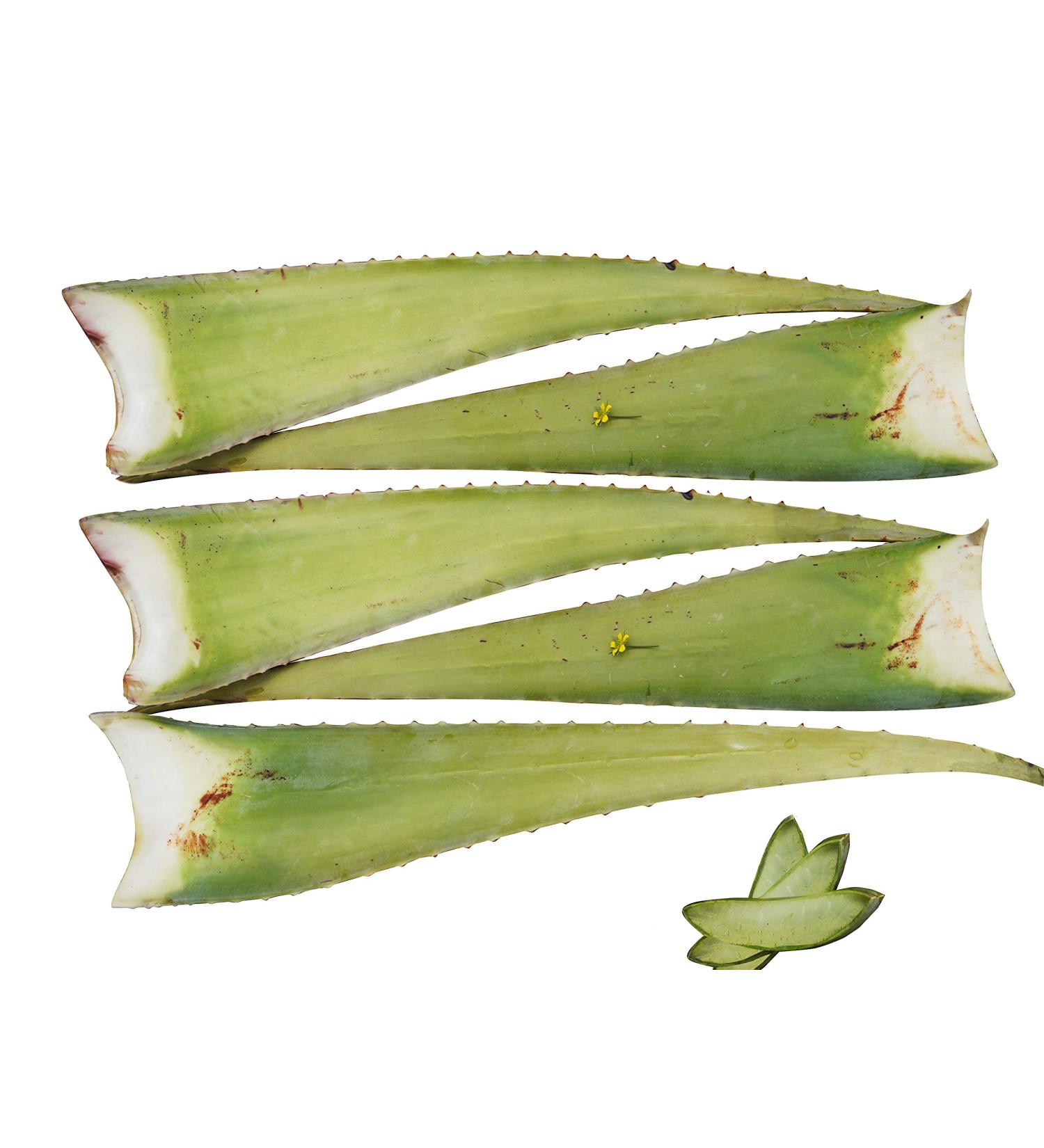 Buy 5 x Best Organic Aloe Vera Barbadensis Leaves - Natural Health Benefits for All | International Shipping Available - Buy Online on GoSupps.com