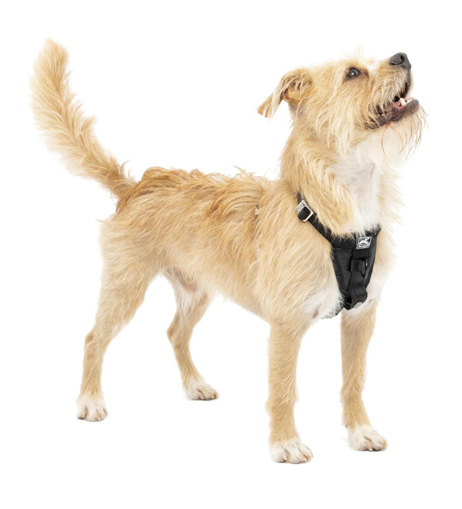 Kurgo Tru-Fit Dog Harness - Crash Tested Car Seat Belt for Small Dogs 11-25 lbs - Size S - Black - Buy Online on GoSupps.com