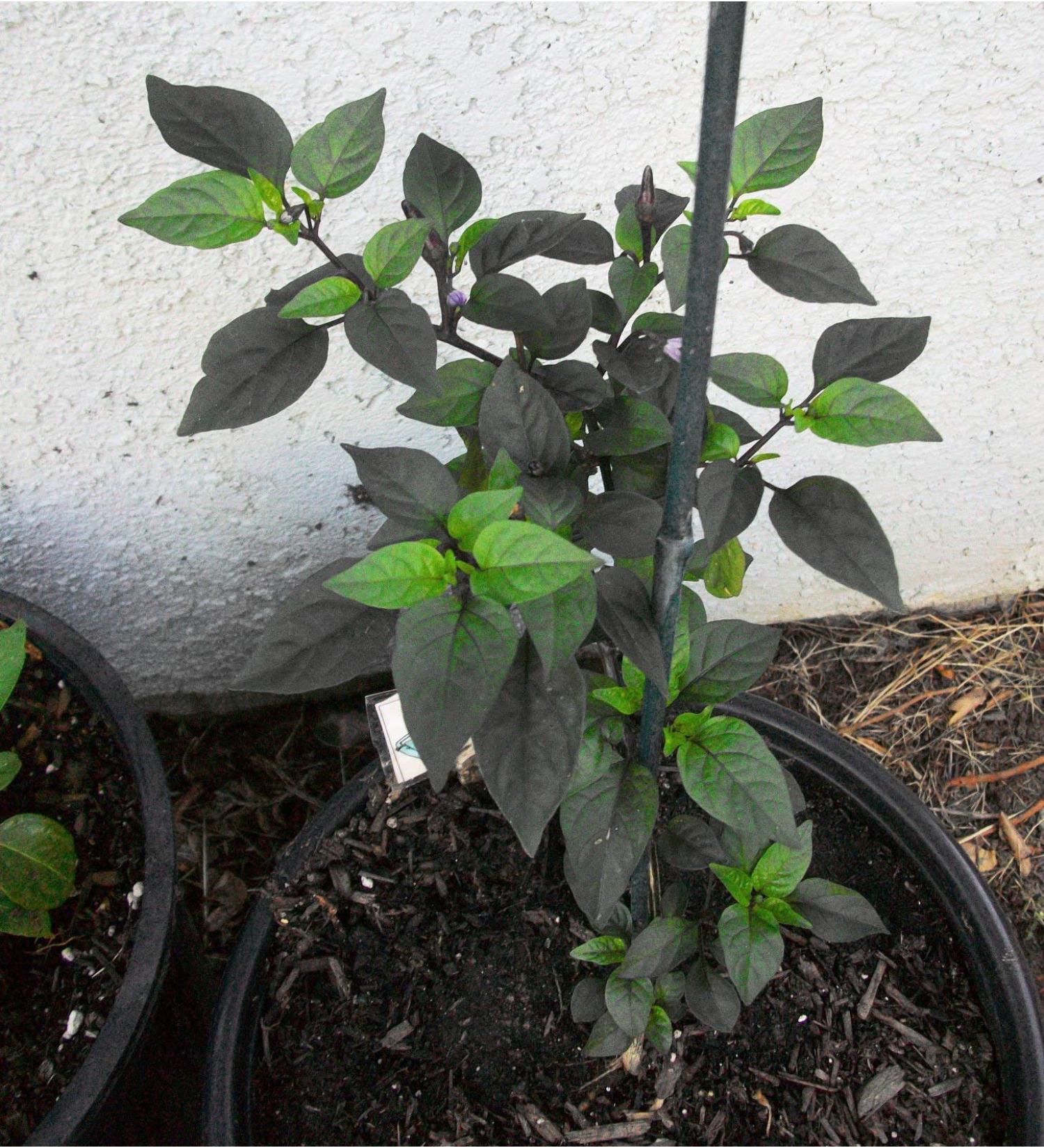 10 Semi Nuovo Ultra RARA Nero Unico Nocturne Hot Chili Pepper